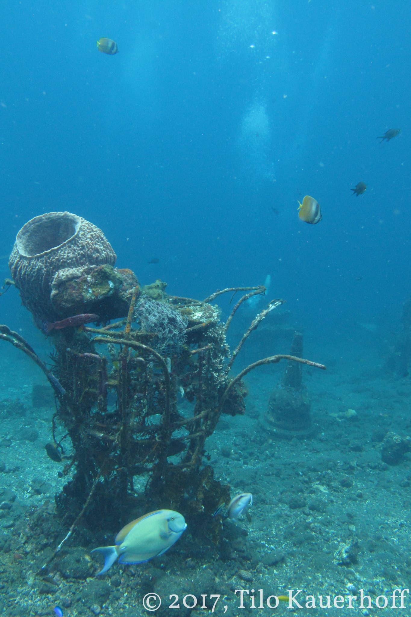 Coral Garden