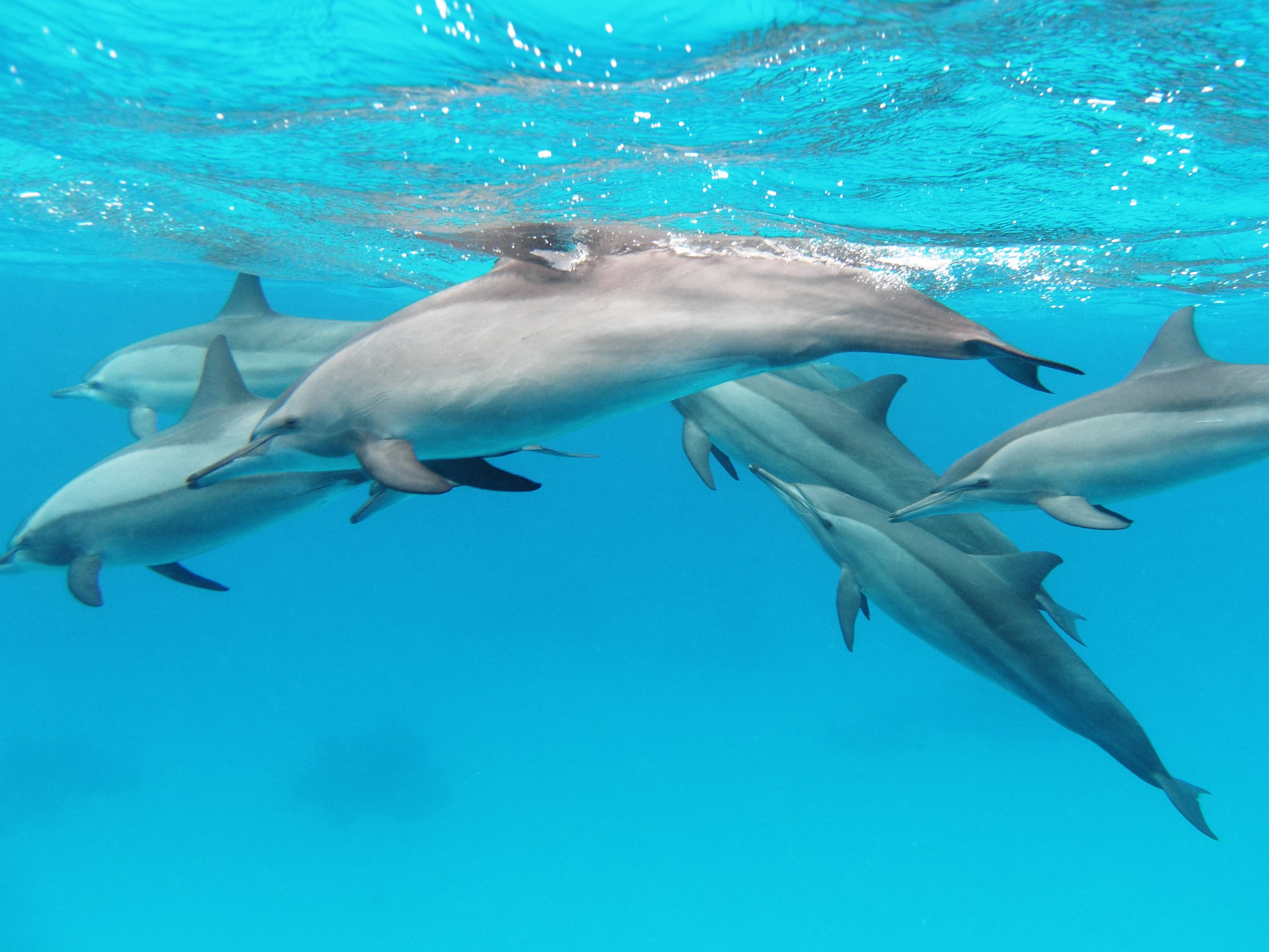 Sha'ab Sataya (Dolphin House Fury Shoals)
