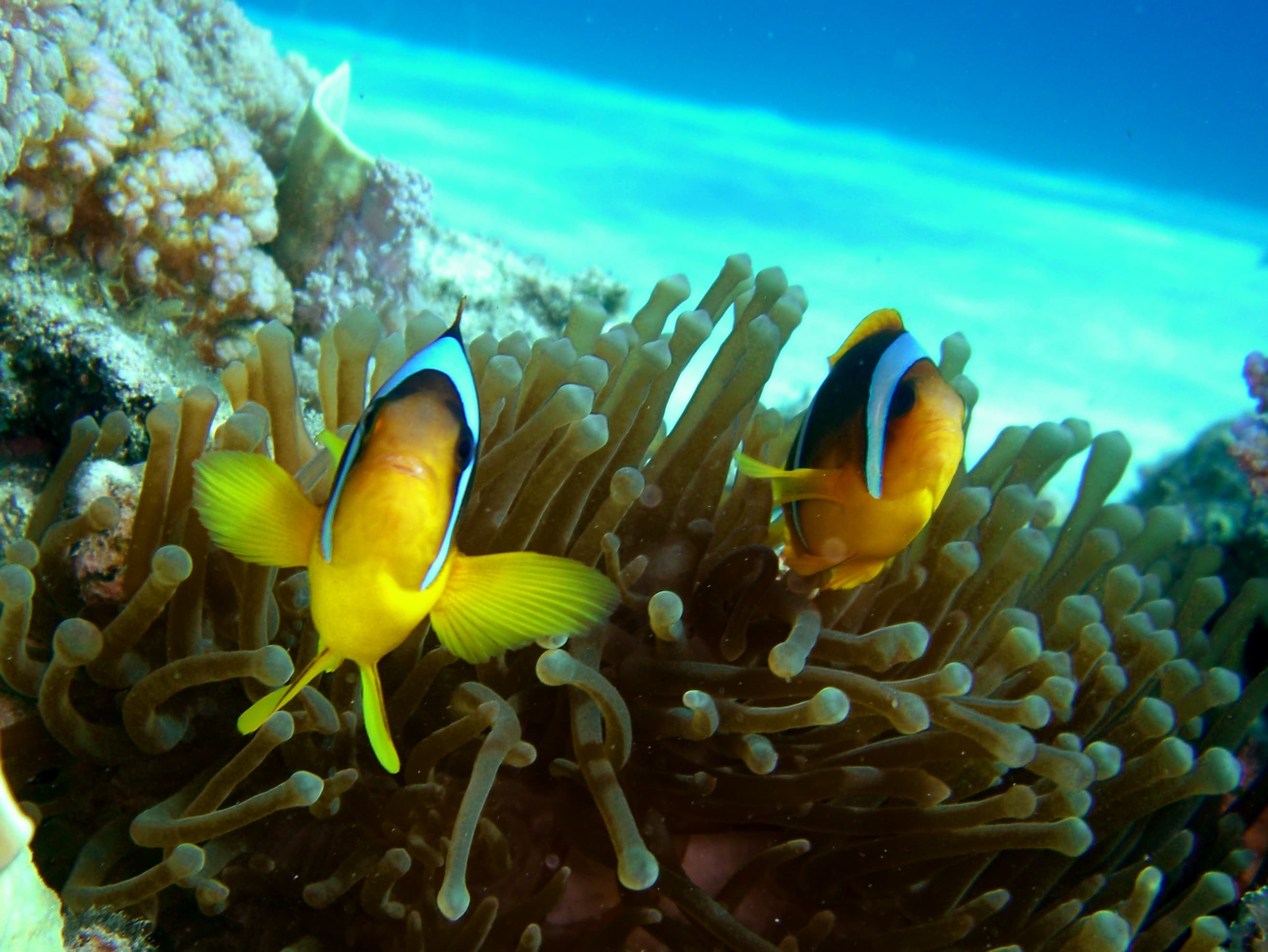 Anemone City
