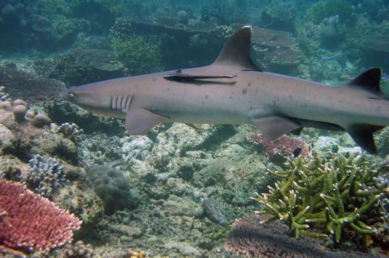 Shark Airport (North Atoll)