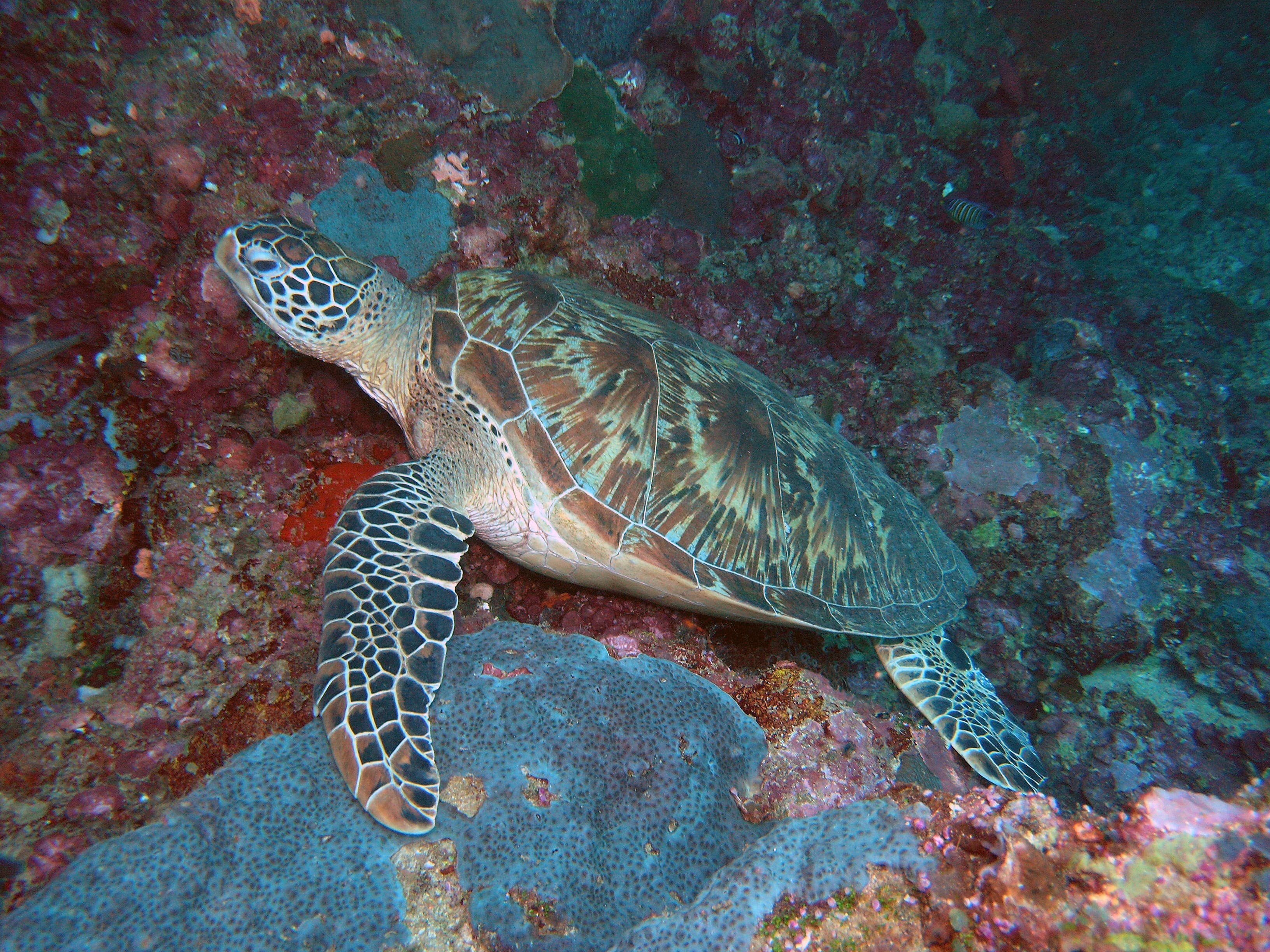 Turtle Tomb