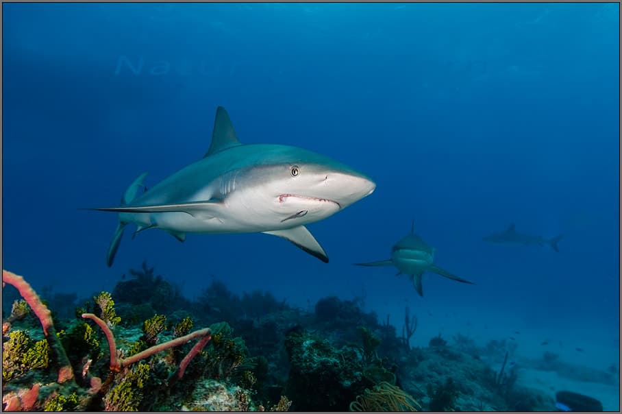 Danger Reef