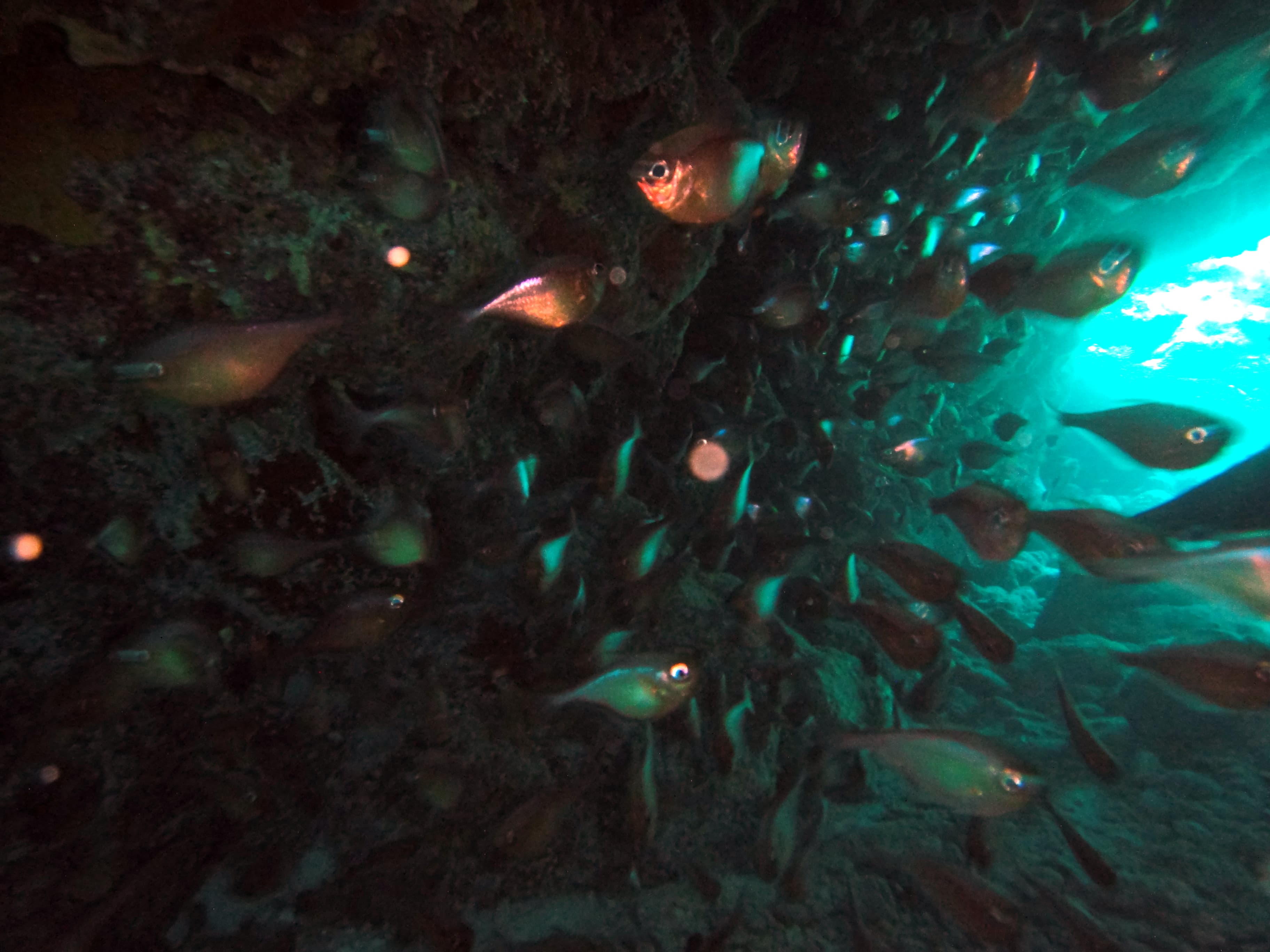 French Reef