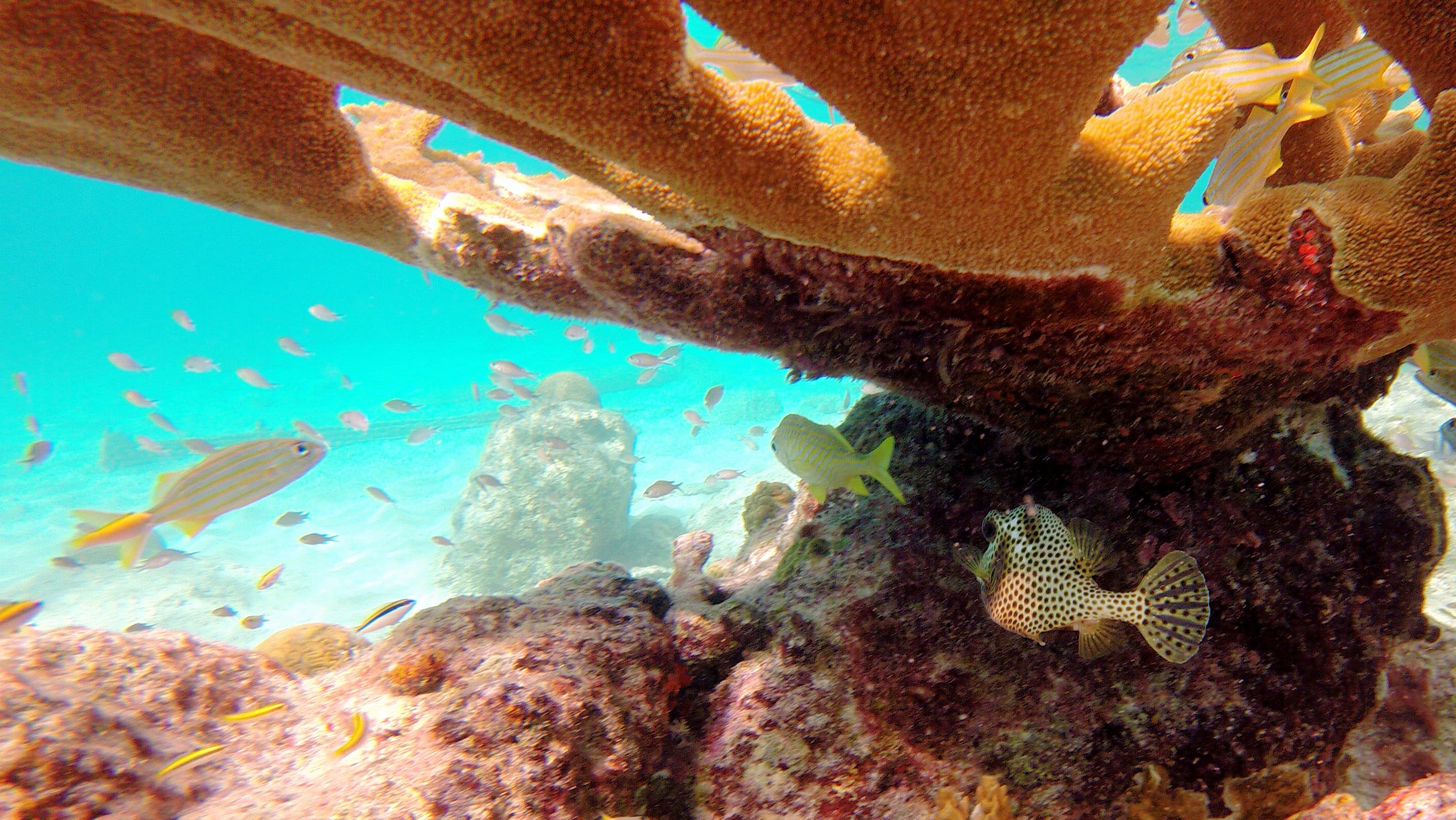 Bari Reef