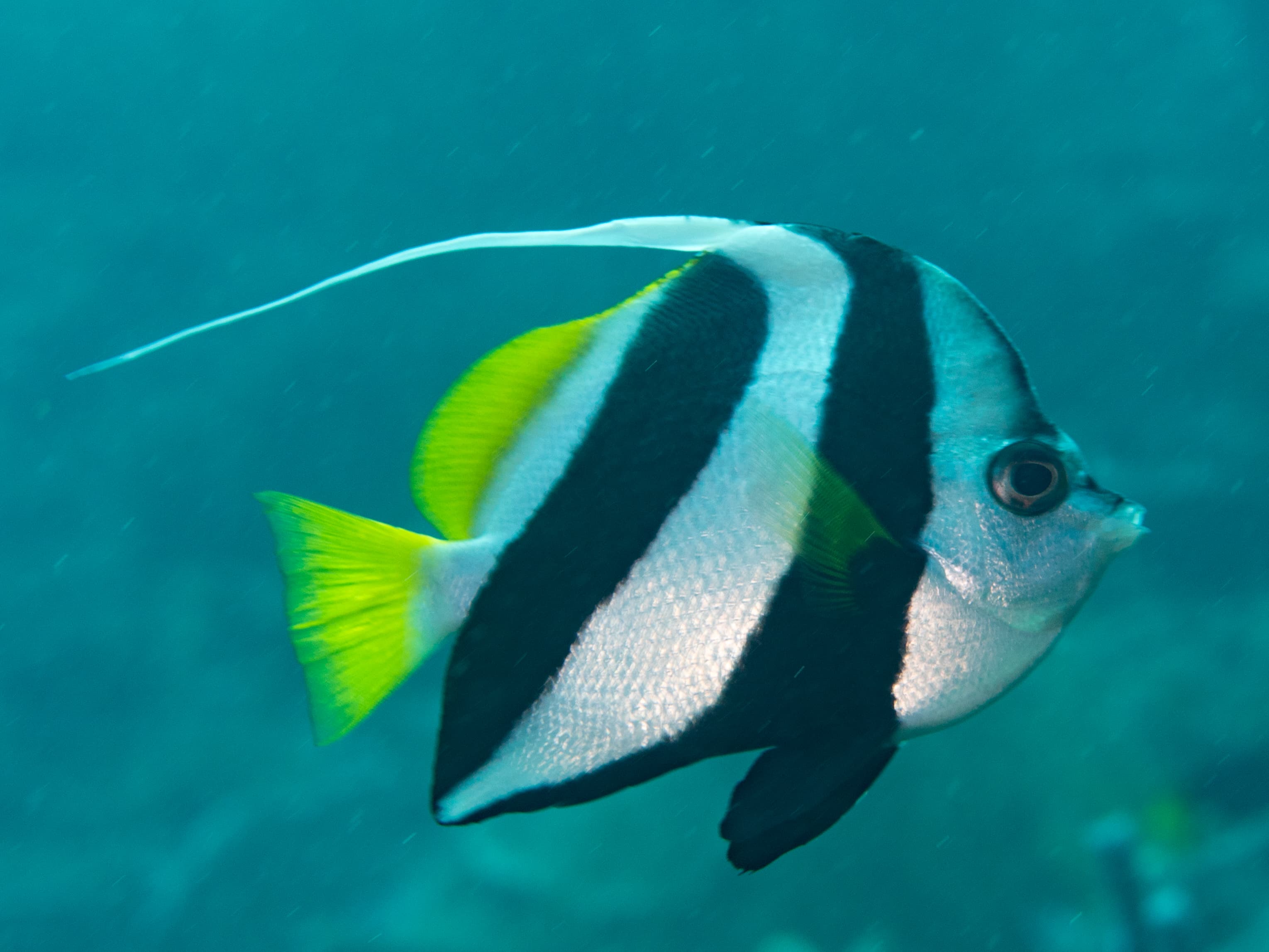 Sardine Reef