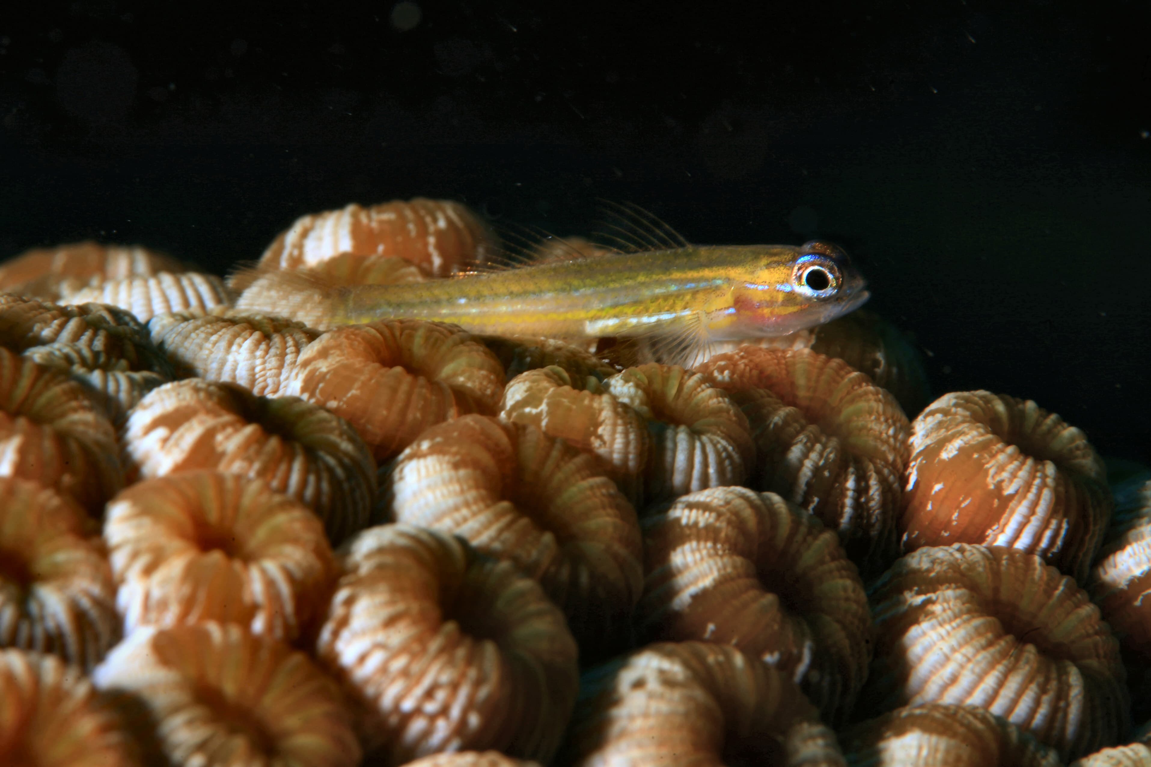 Watamula