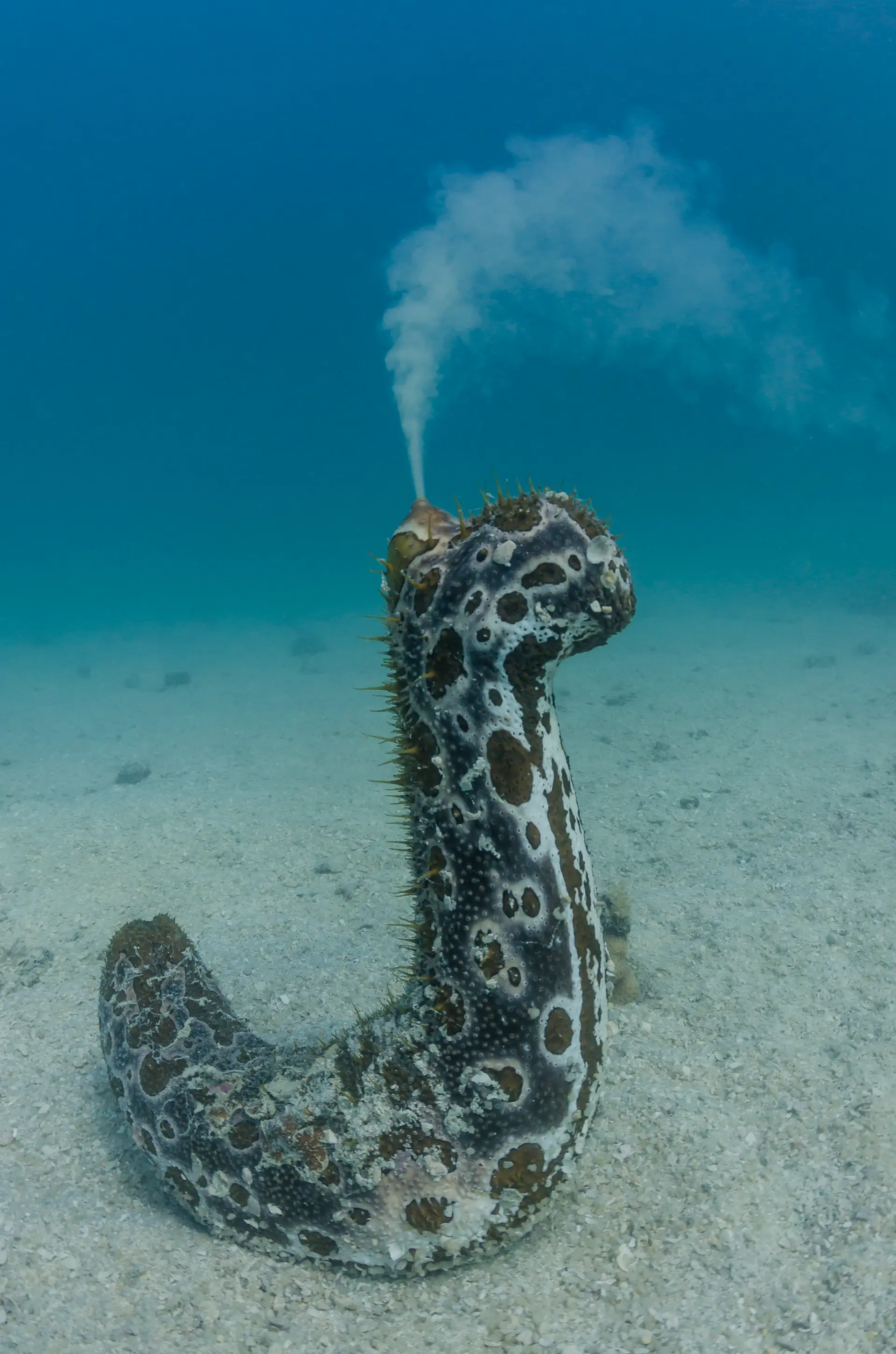 Underwater reef at Koh Rong