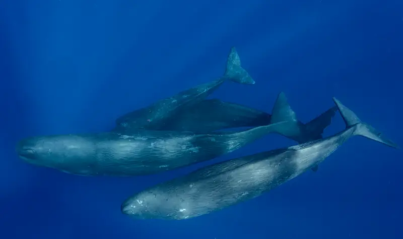 Chichijima Dolphin Swim
