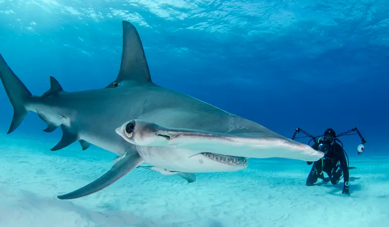 Shark's Cave