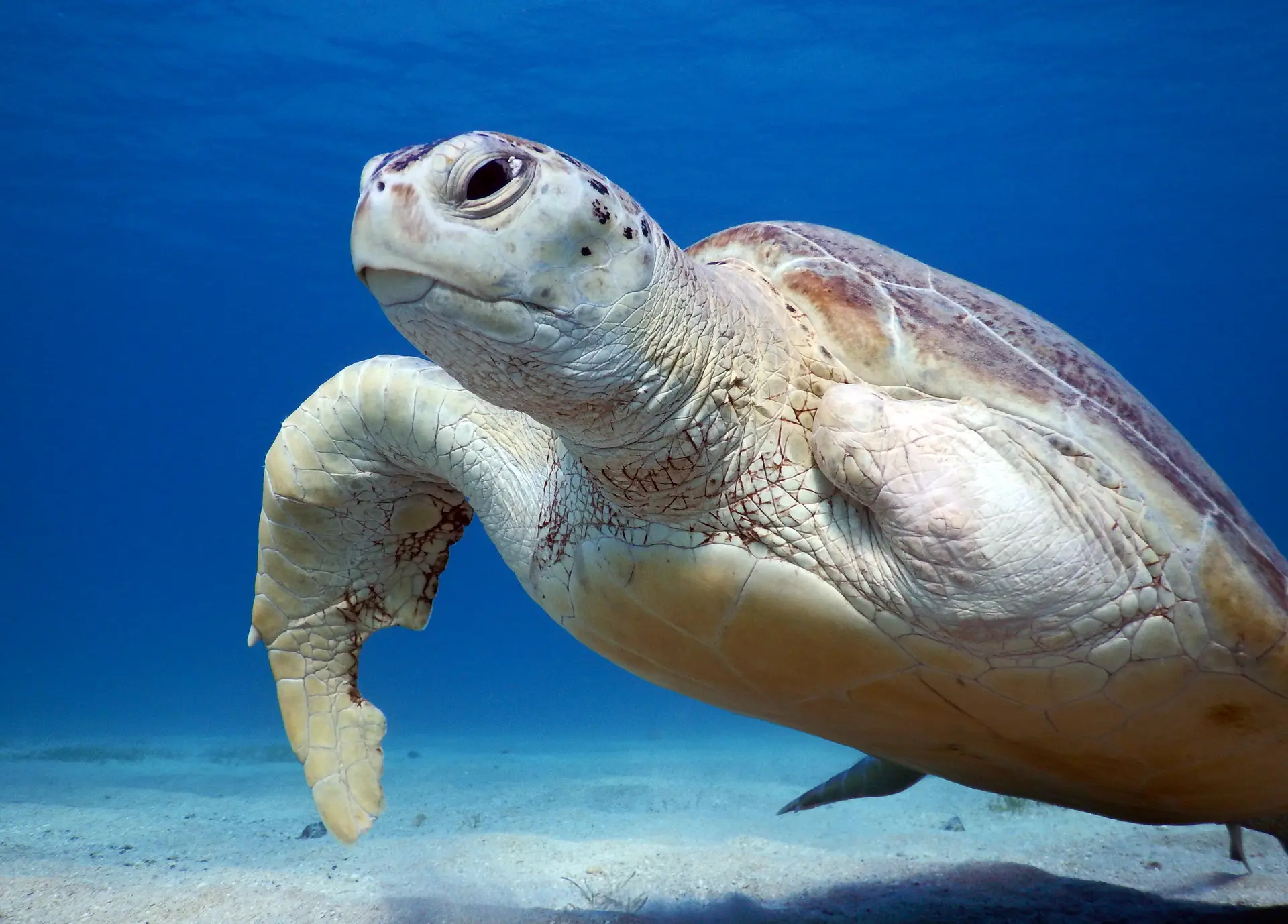Underwater at Moucha Island Reef