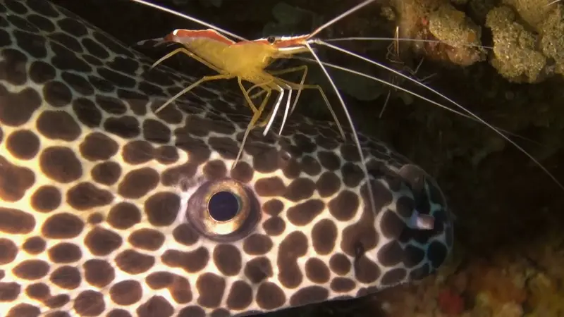 Manta Reef Tofo