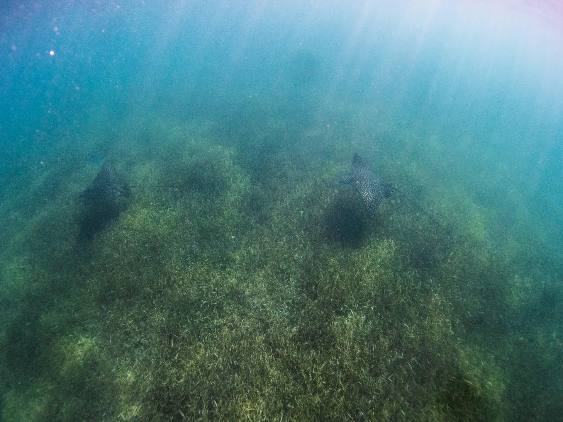 Underwater at Paradise Reef