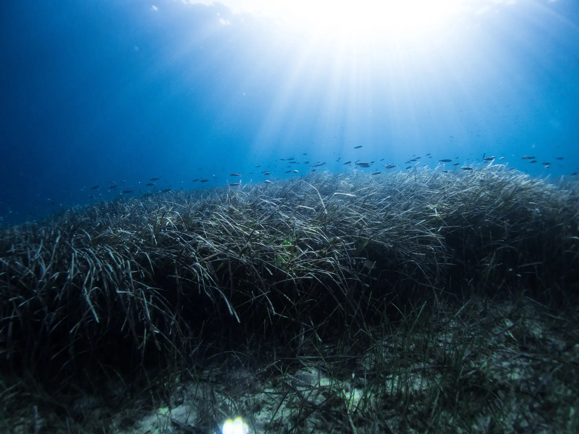 Underwater reef at Portofino
