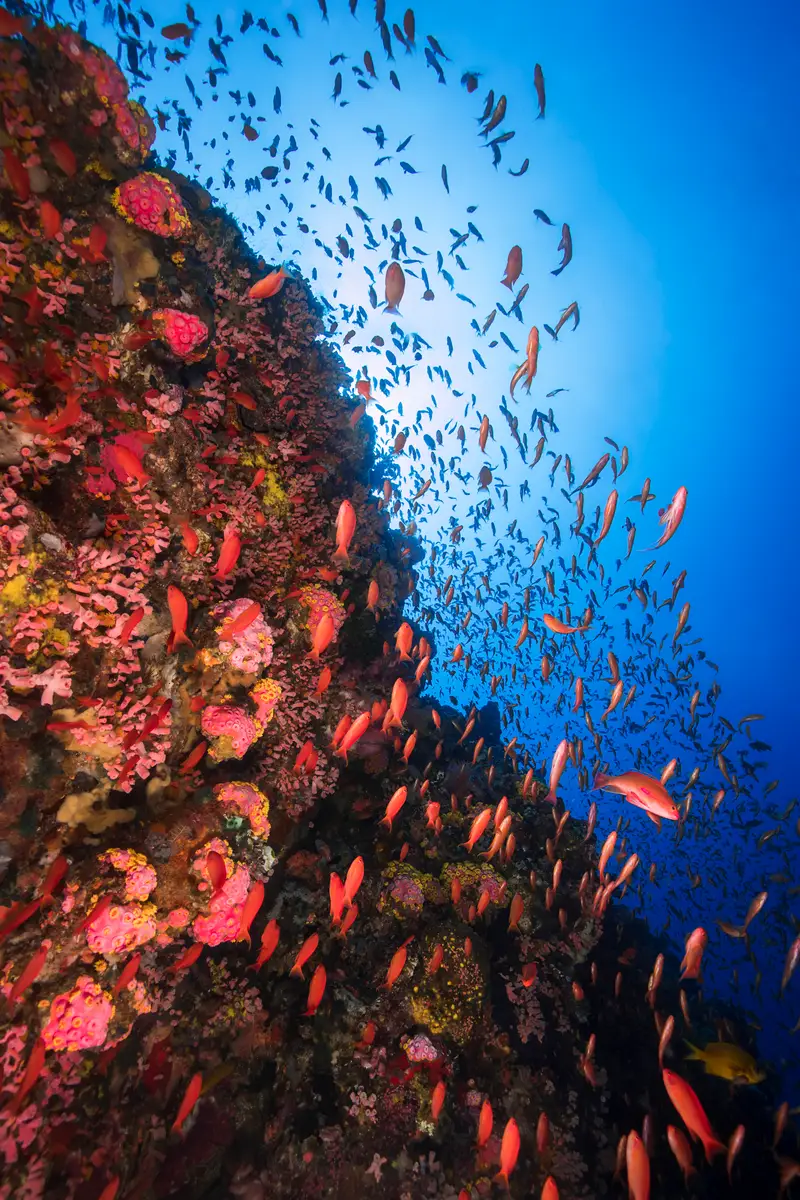 Akitsushima Wreck