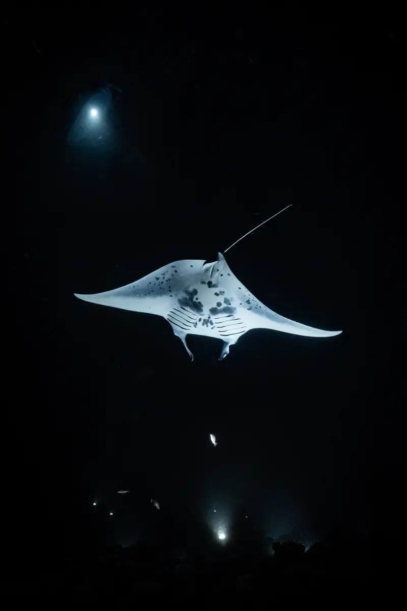Manta Ray Night Dive (Garden Eel Cove)