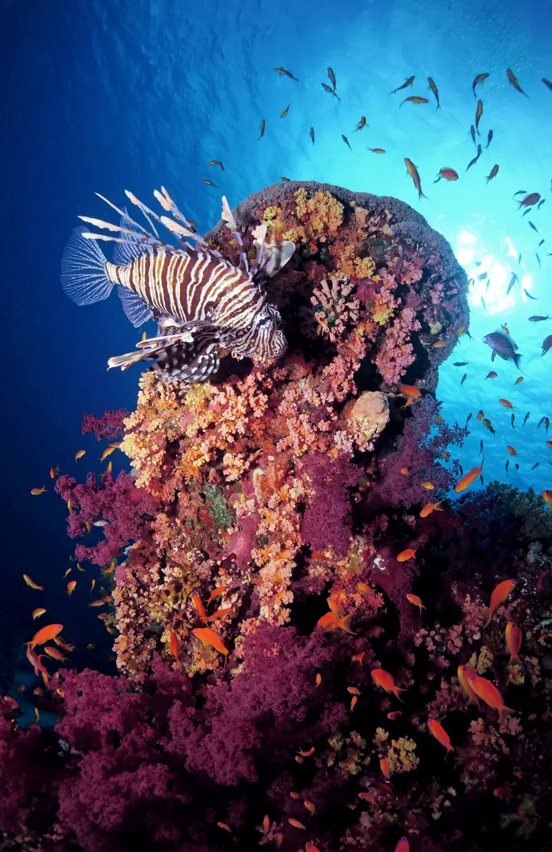 Anemone City