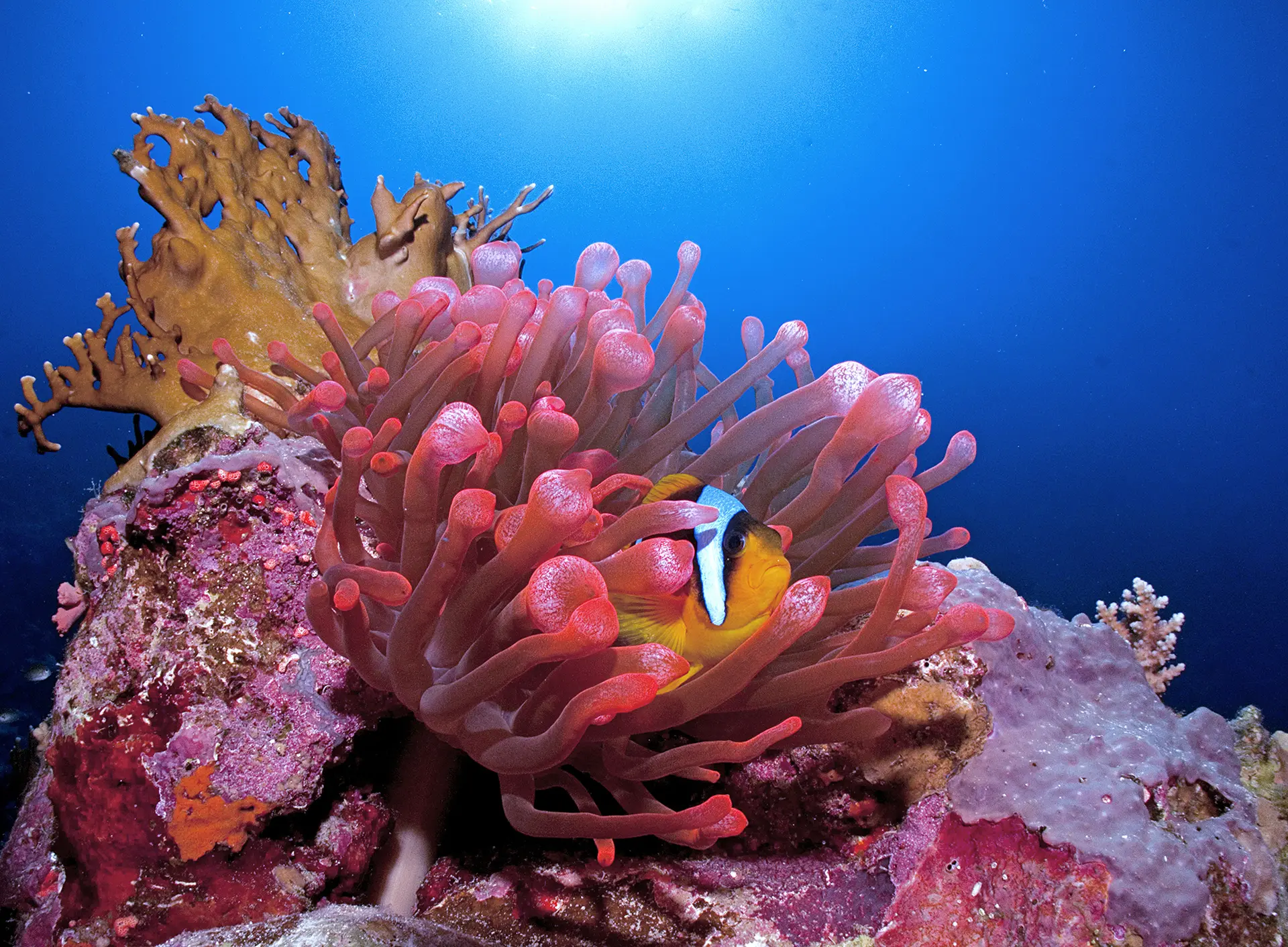 Underwater reef at Phu Quoc