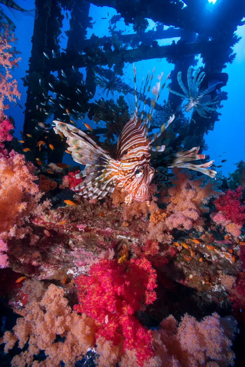Umbria Wreck