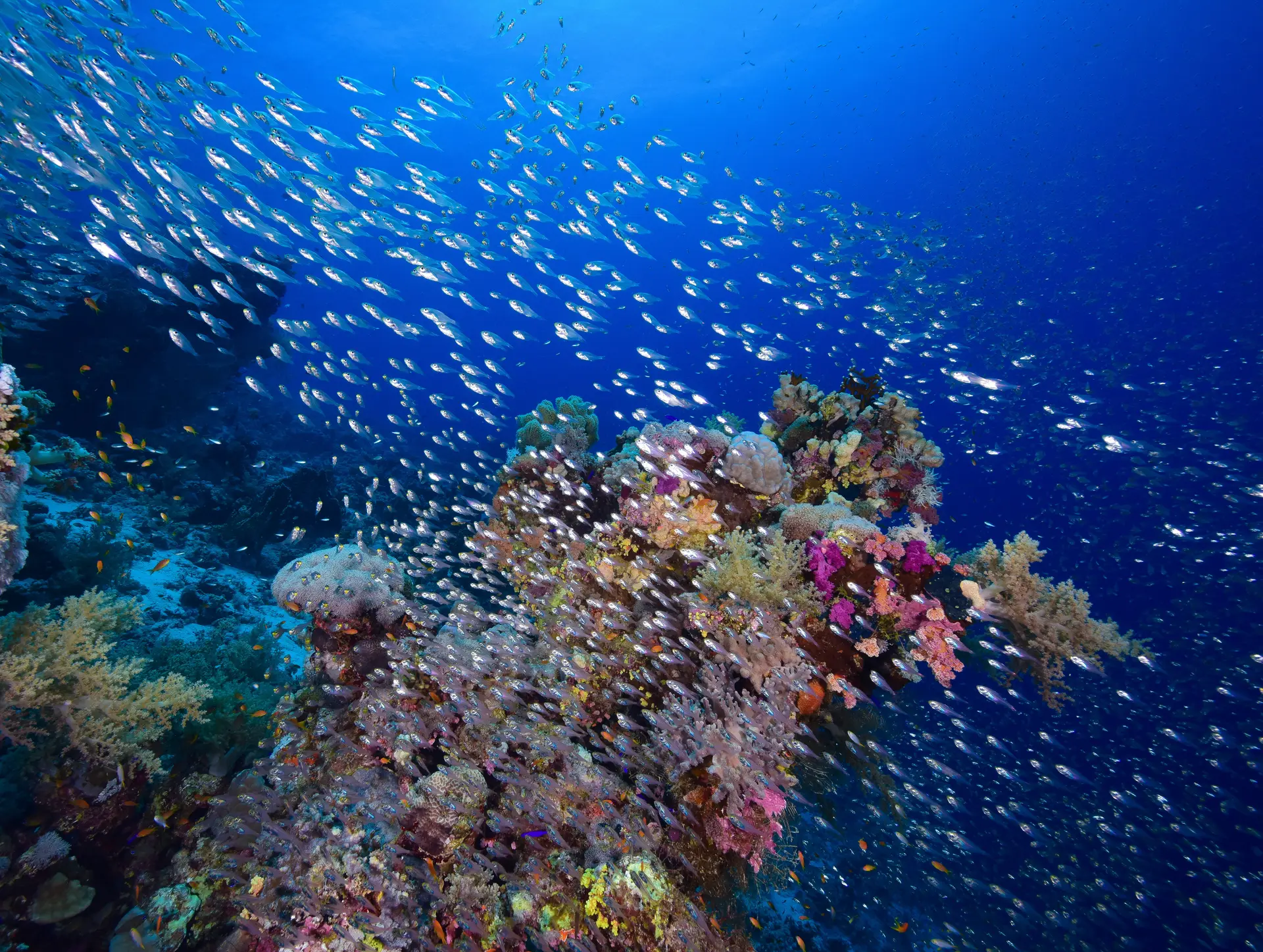 Underwater at SS Dunraven