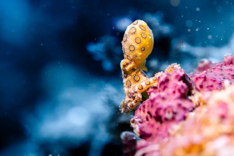 Hairball (Lembeh Strait)
