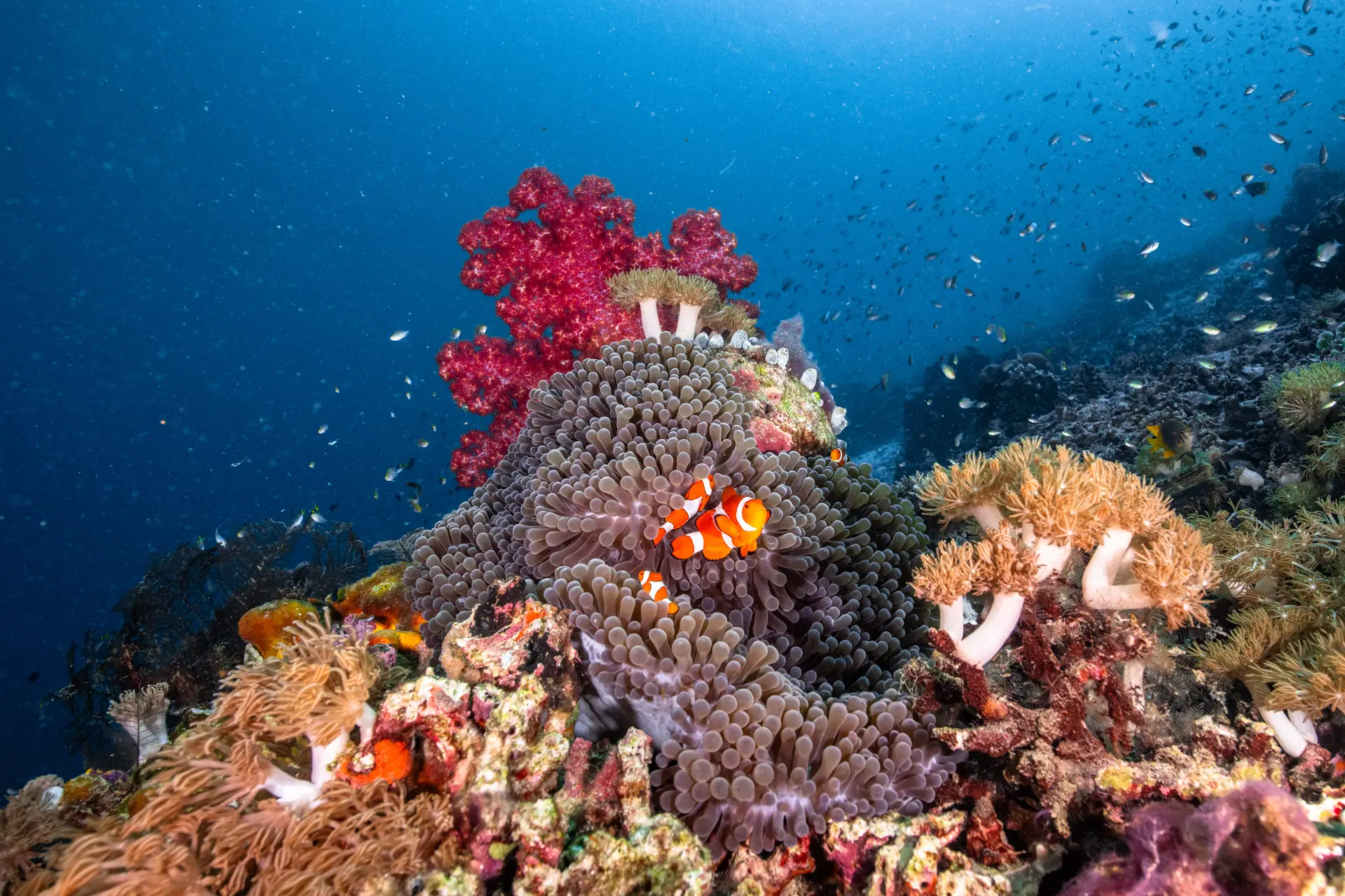 Underwater at Sardine Reef