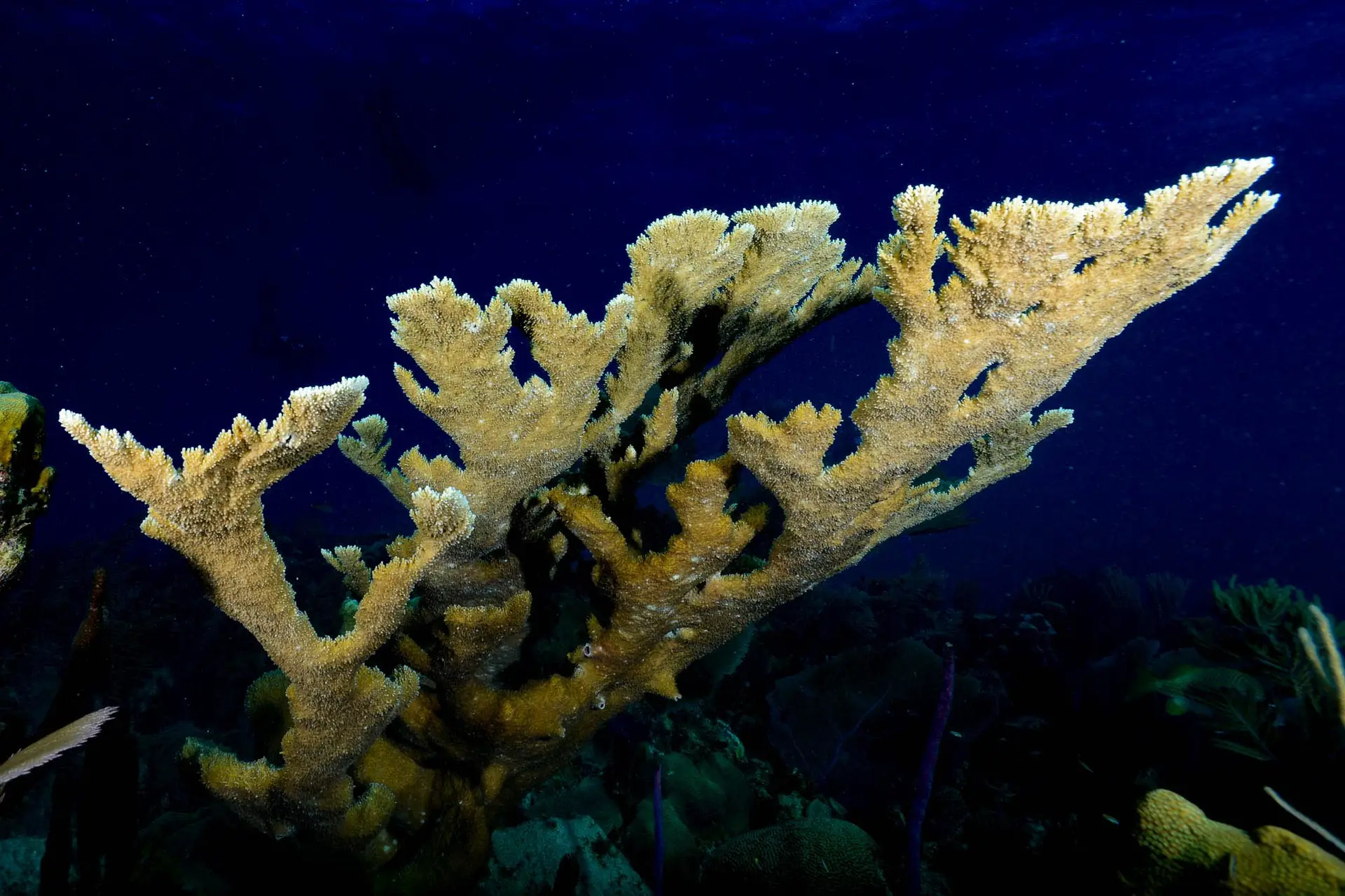 Underwater reef at Socotra