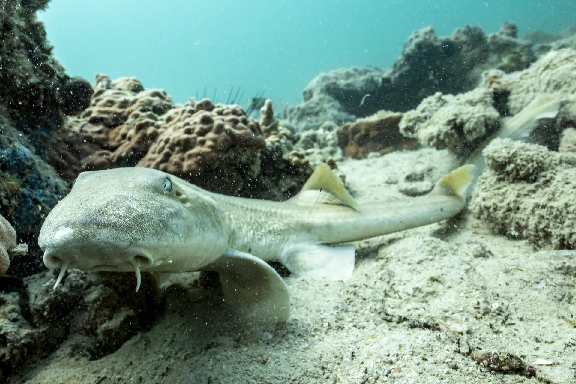 Underwater at Al Wajh Bank