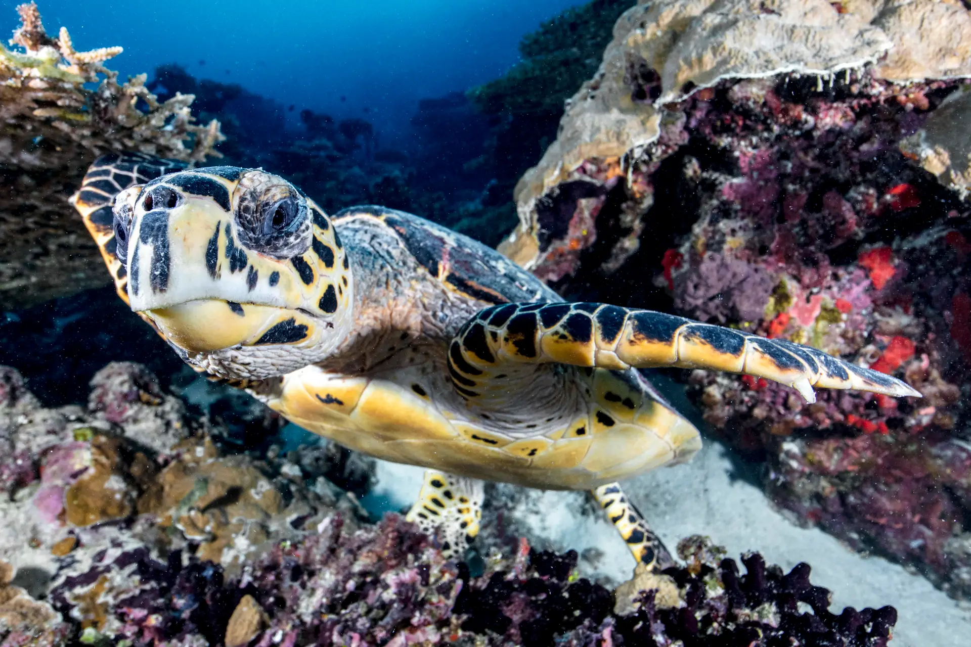 Underwater at Brissare Rocks
