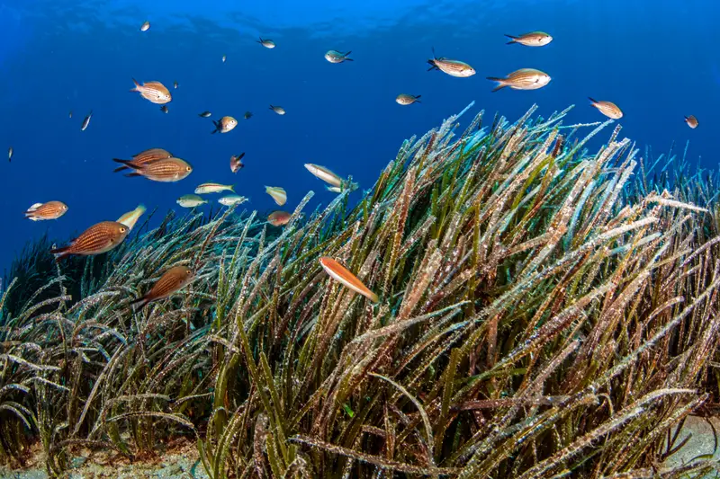Torre Guaceto Reef
