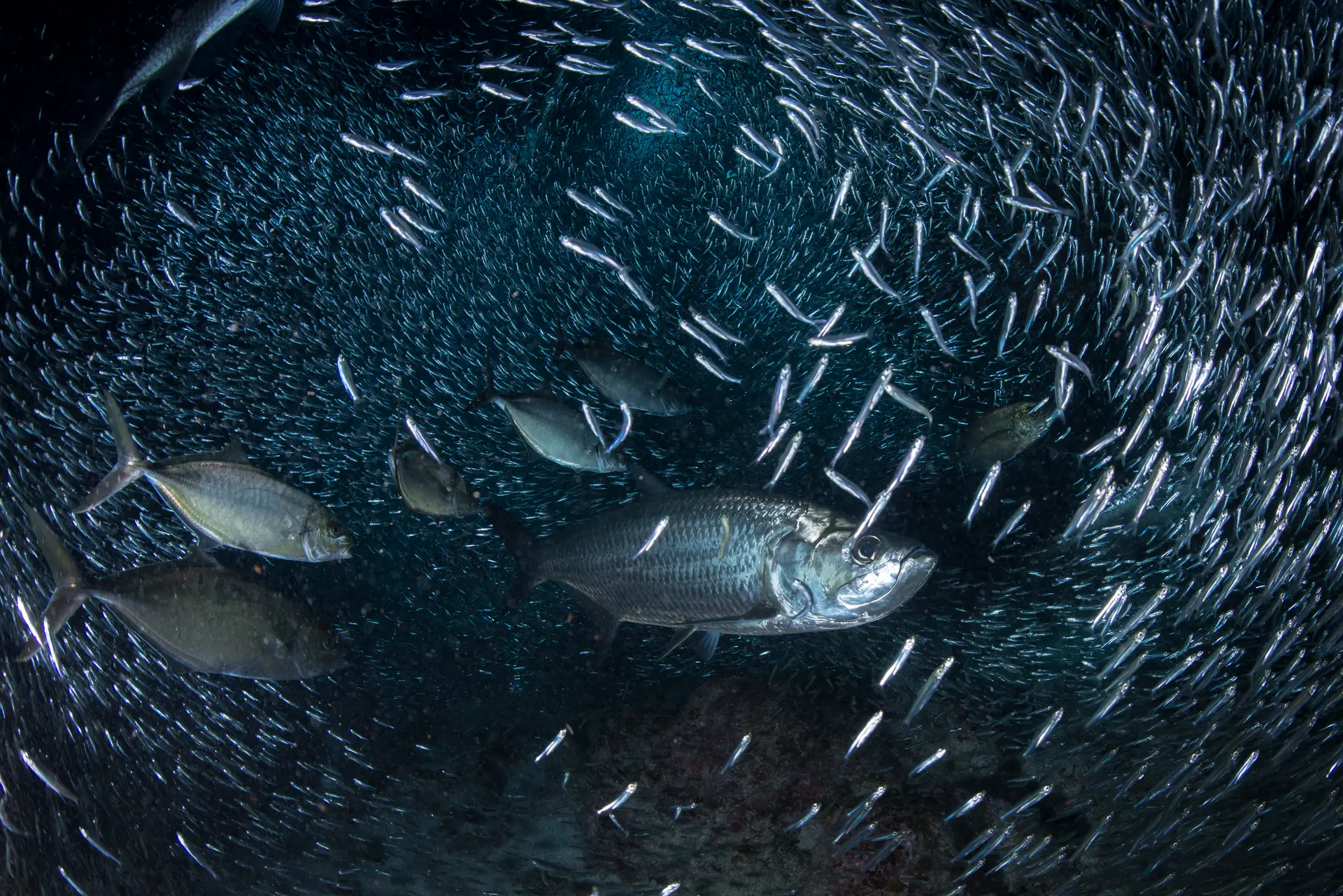 Underwater at Eden Rock & Devil's Grotto