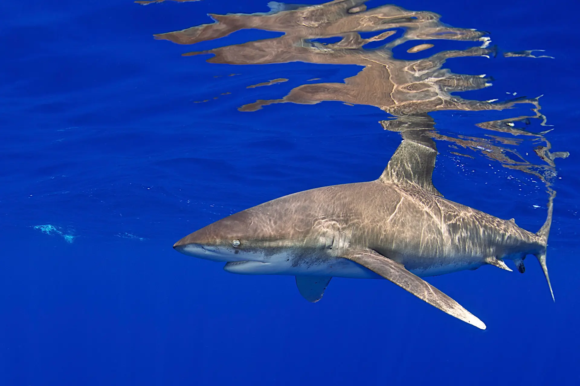Underwater at Manuelita Island