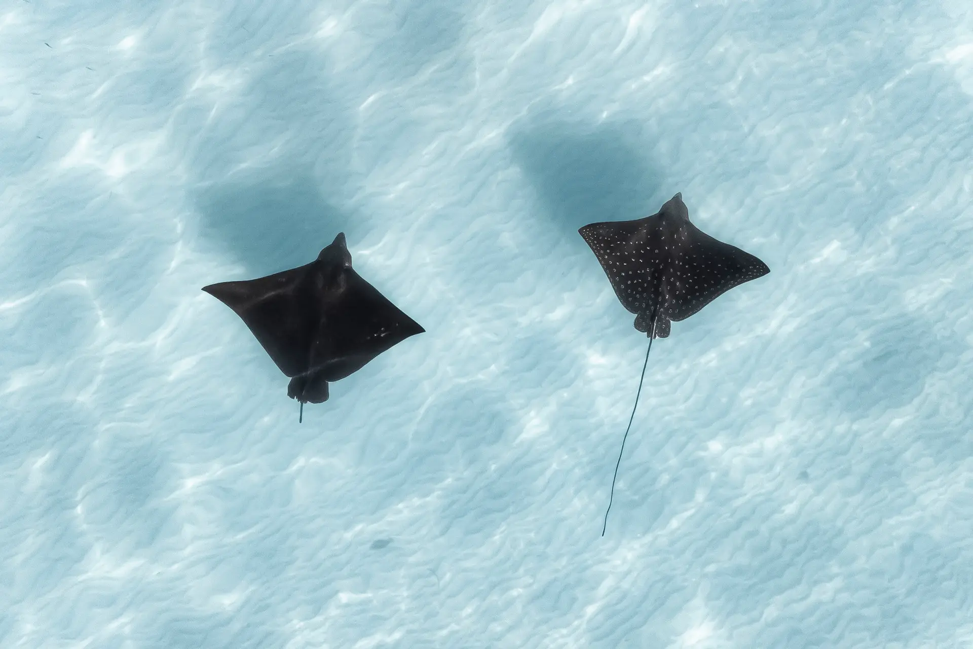 Underwater at Admiralty Anchor (Osprey Reef)