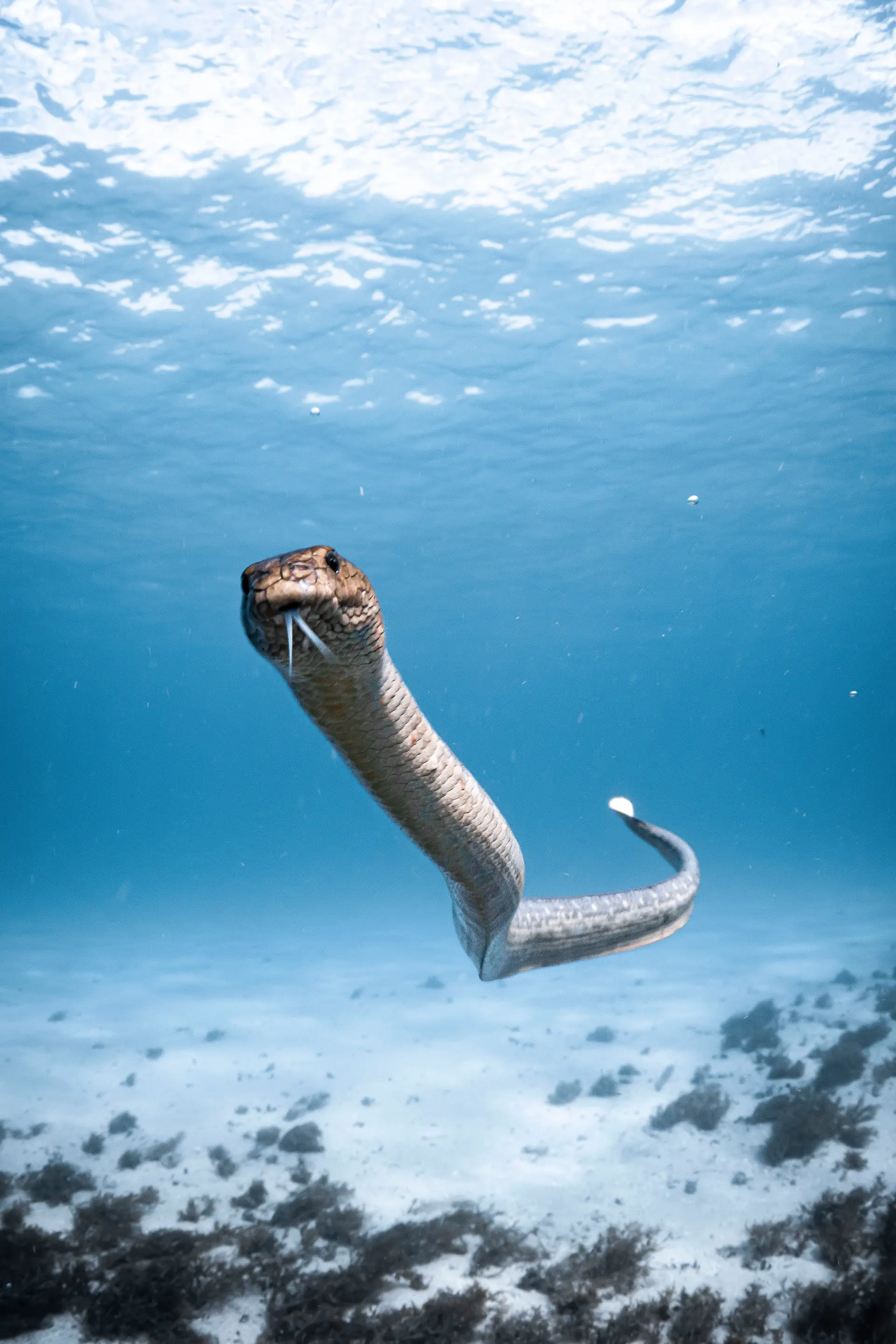 Underwater at SS Yongala