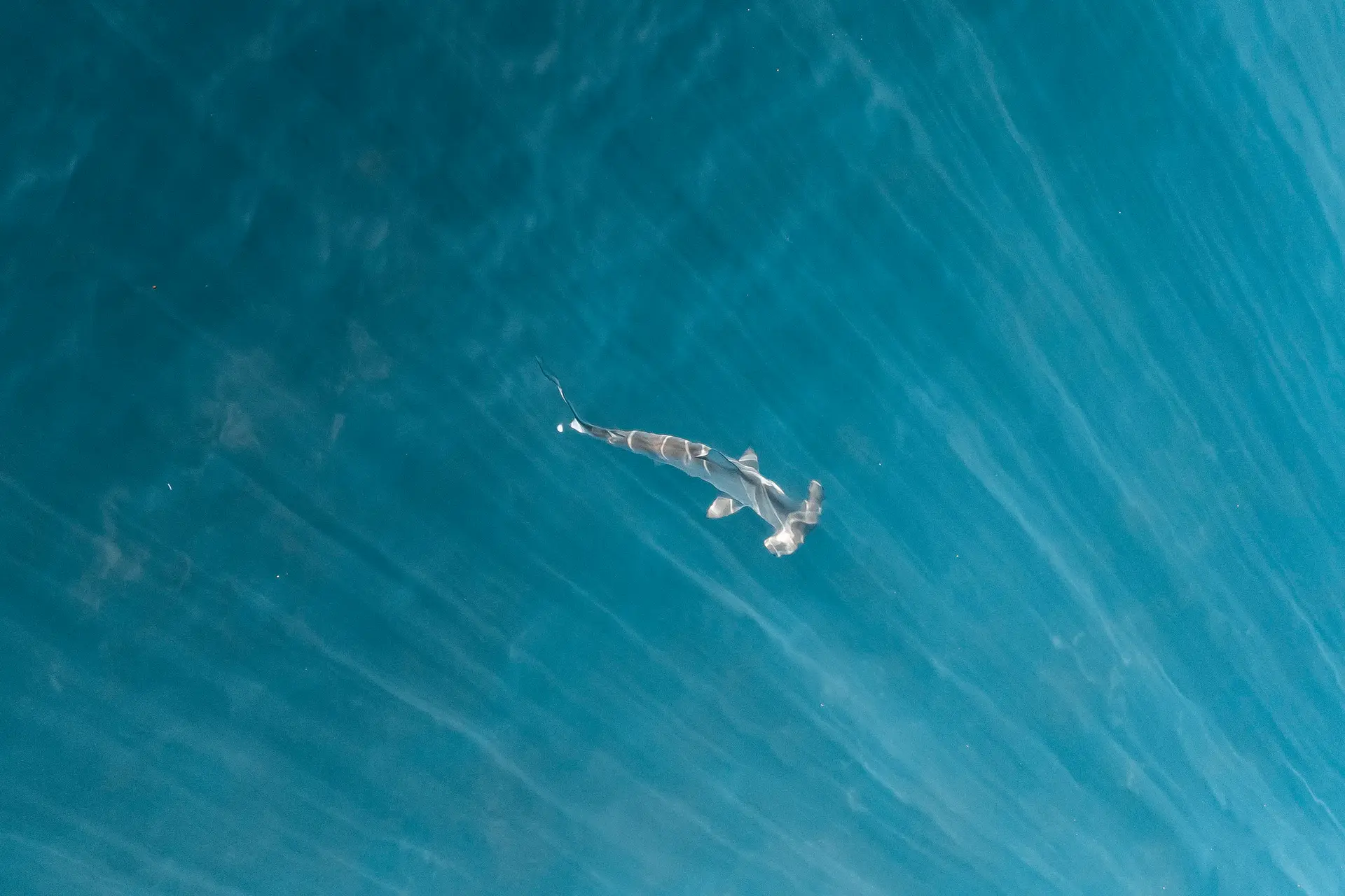 Underwater at North Horn (Osprey Reef)