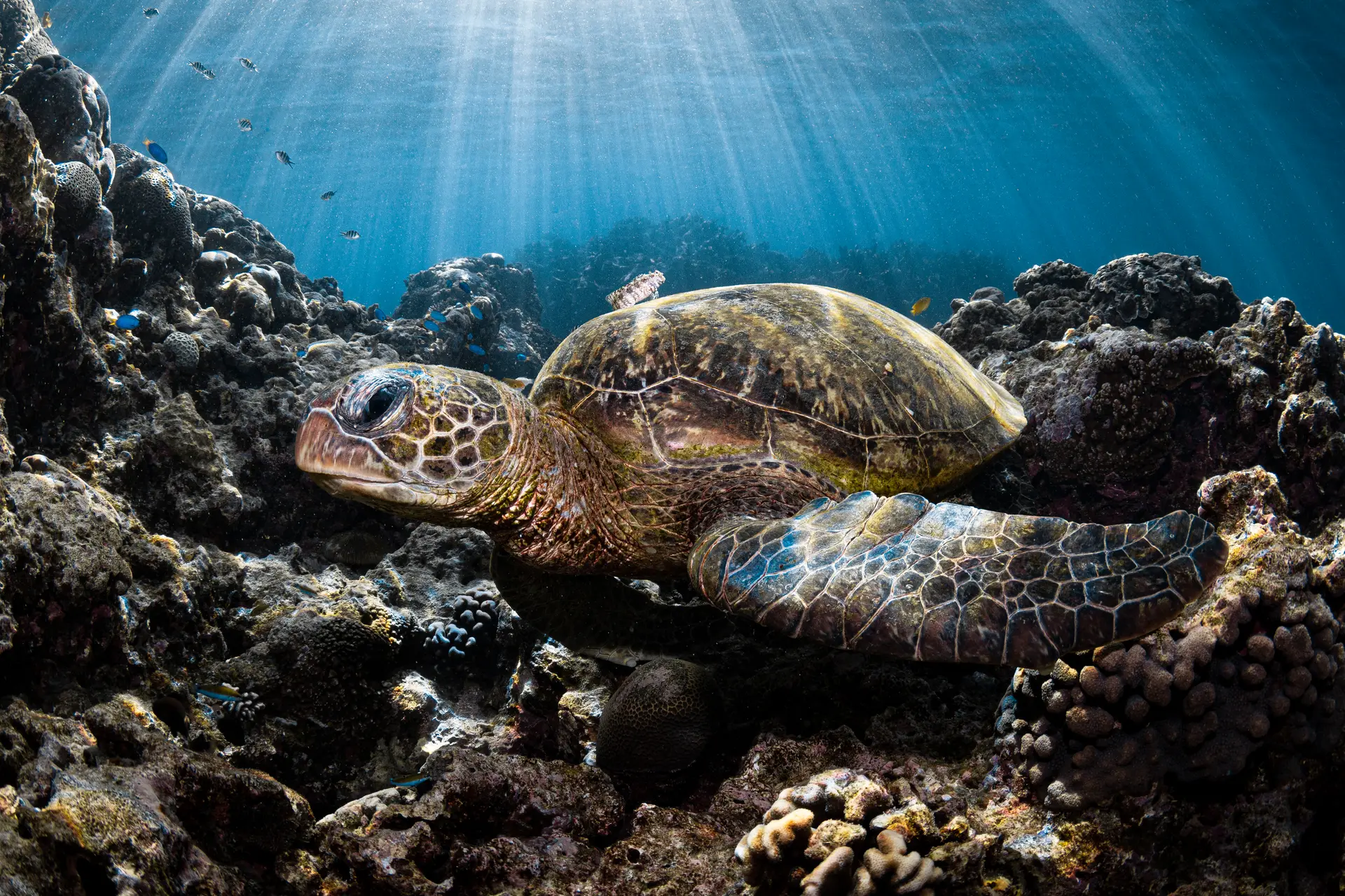Underwater reef at Nosy Tanihely