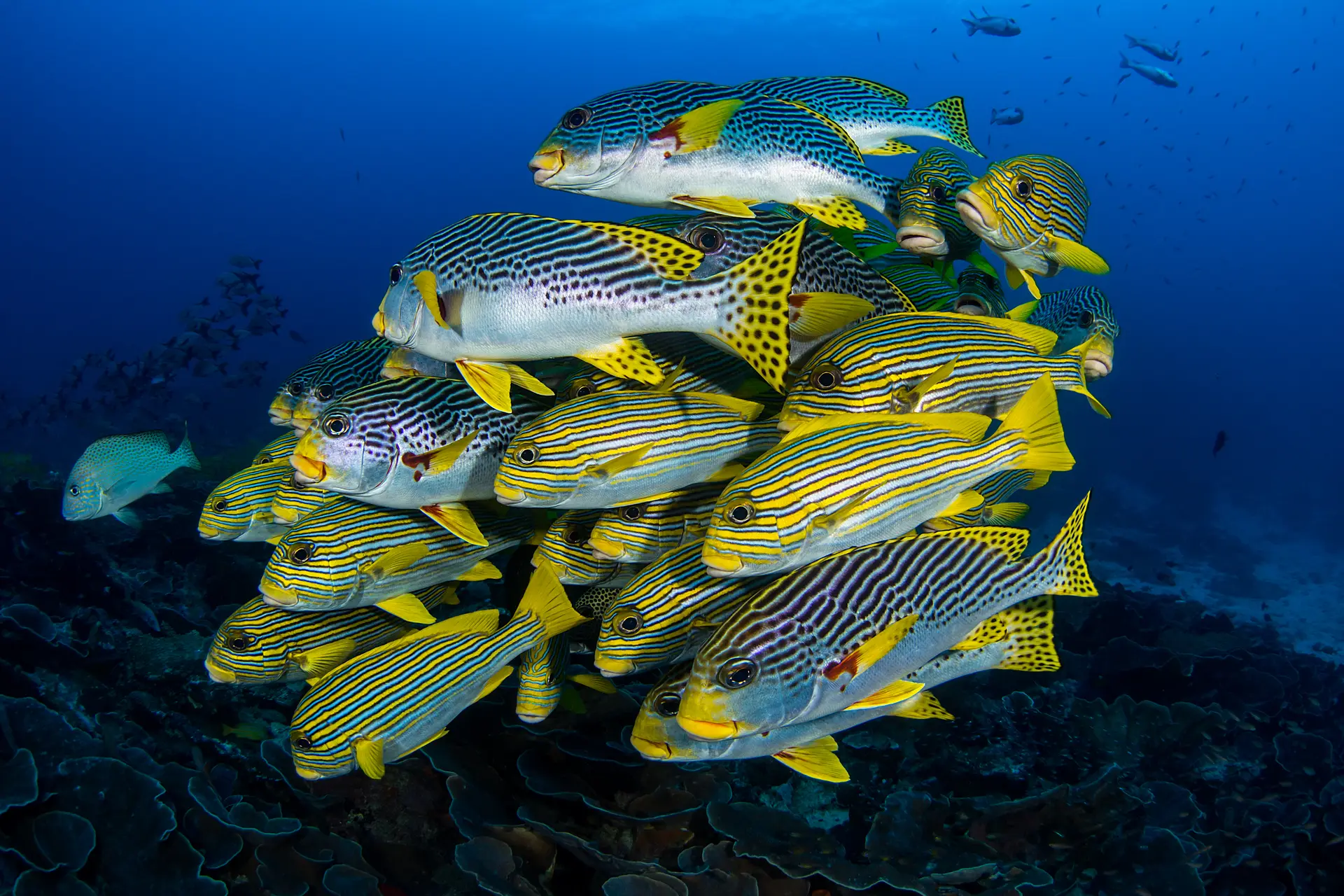 Underwater at Cape Kri