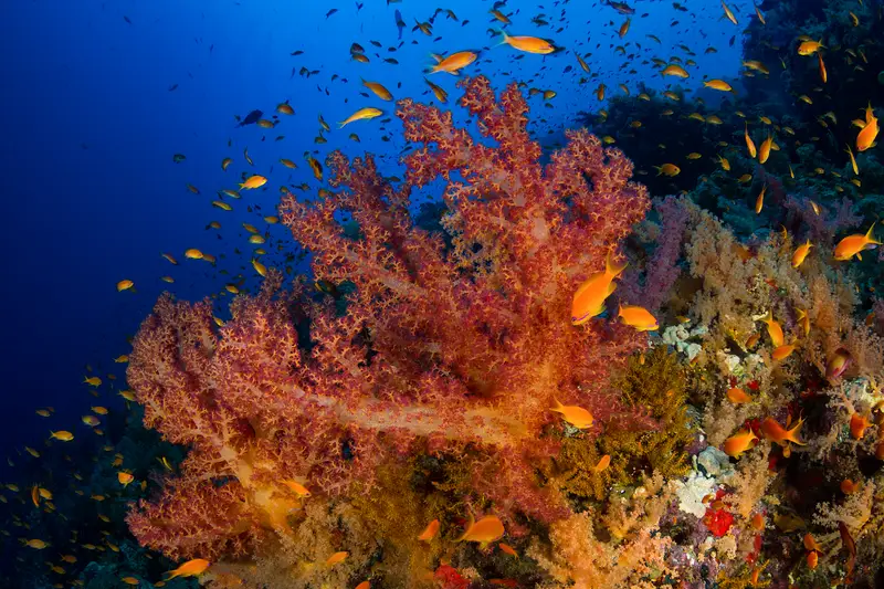 Shark and Yolanda Reef