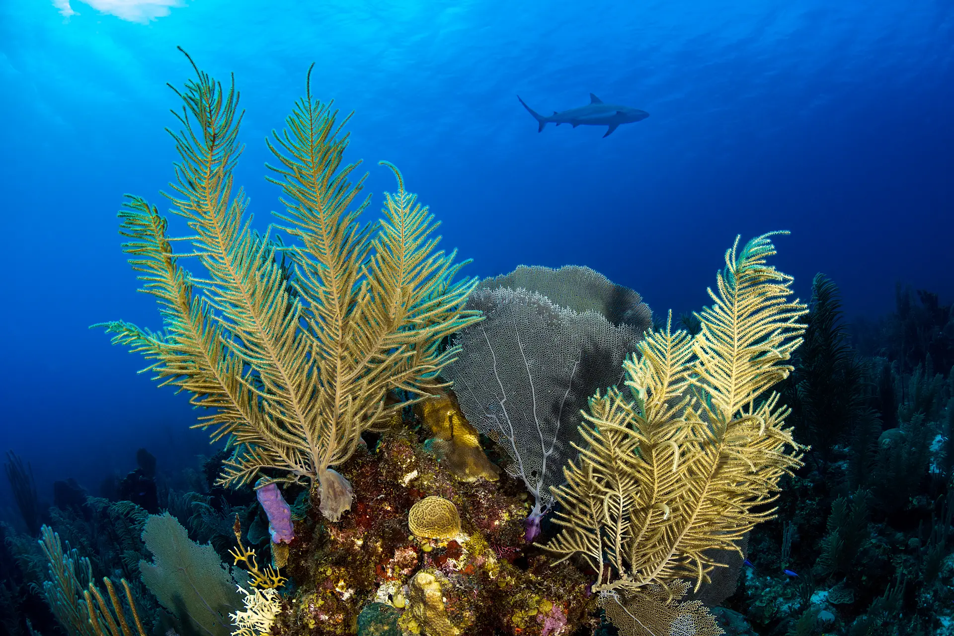 Underwater reef at Cahuita