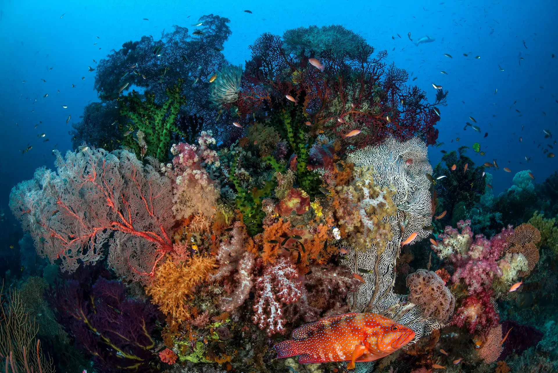 Underwater reef at Flores