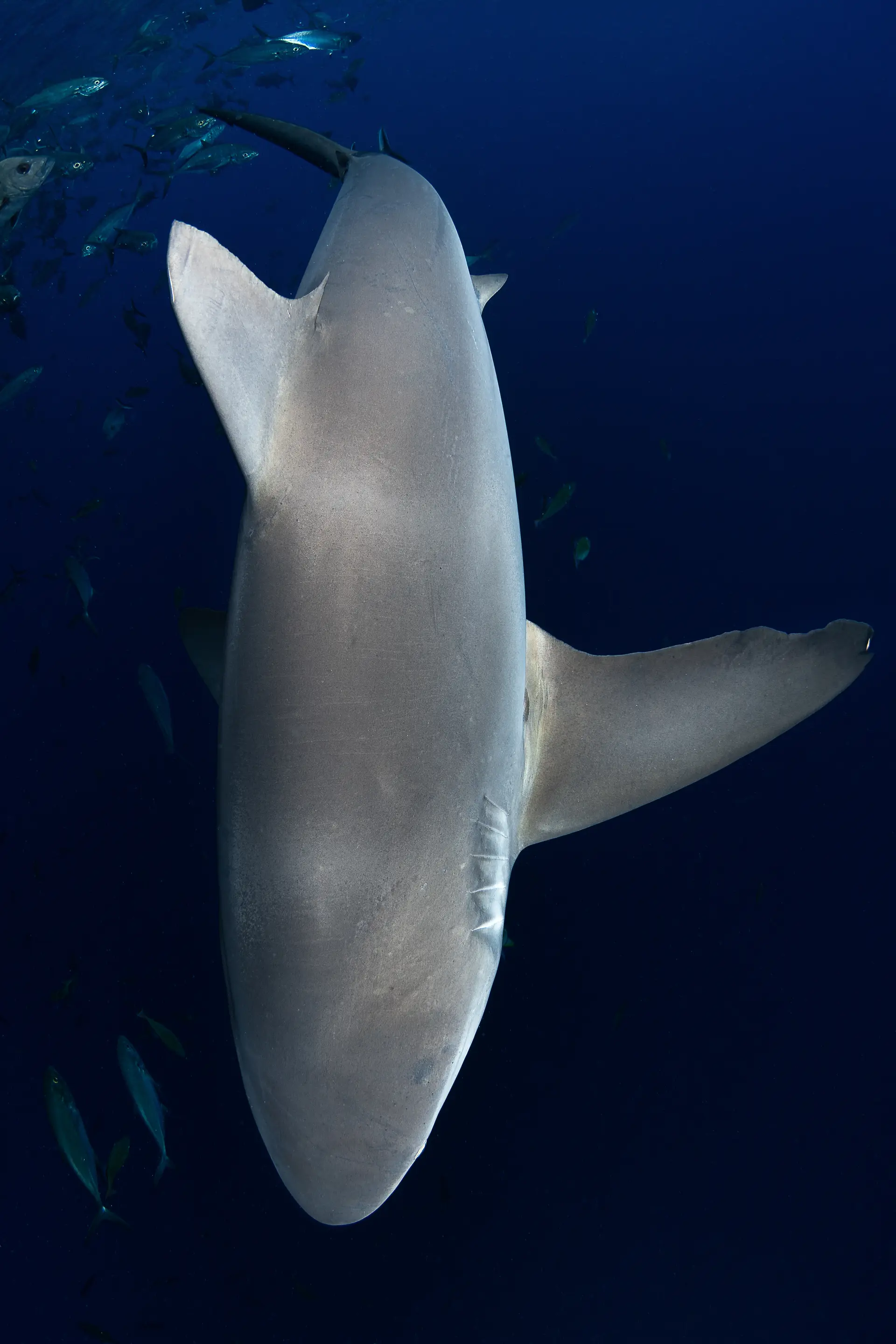 Underwater at Seven Brothers Islands Wall