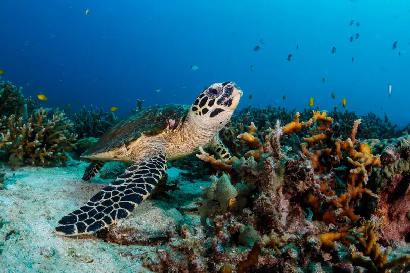 Kekova Reef