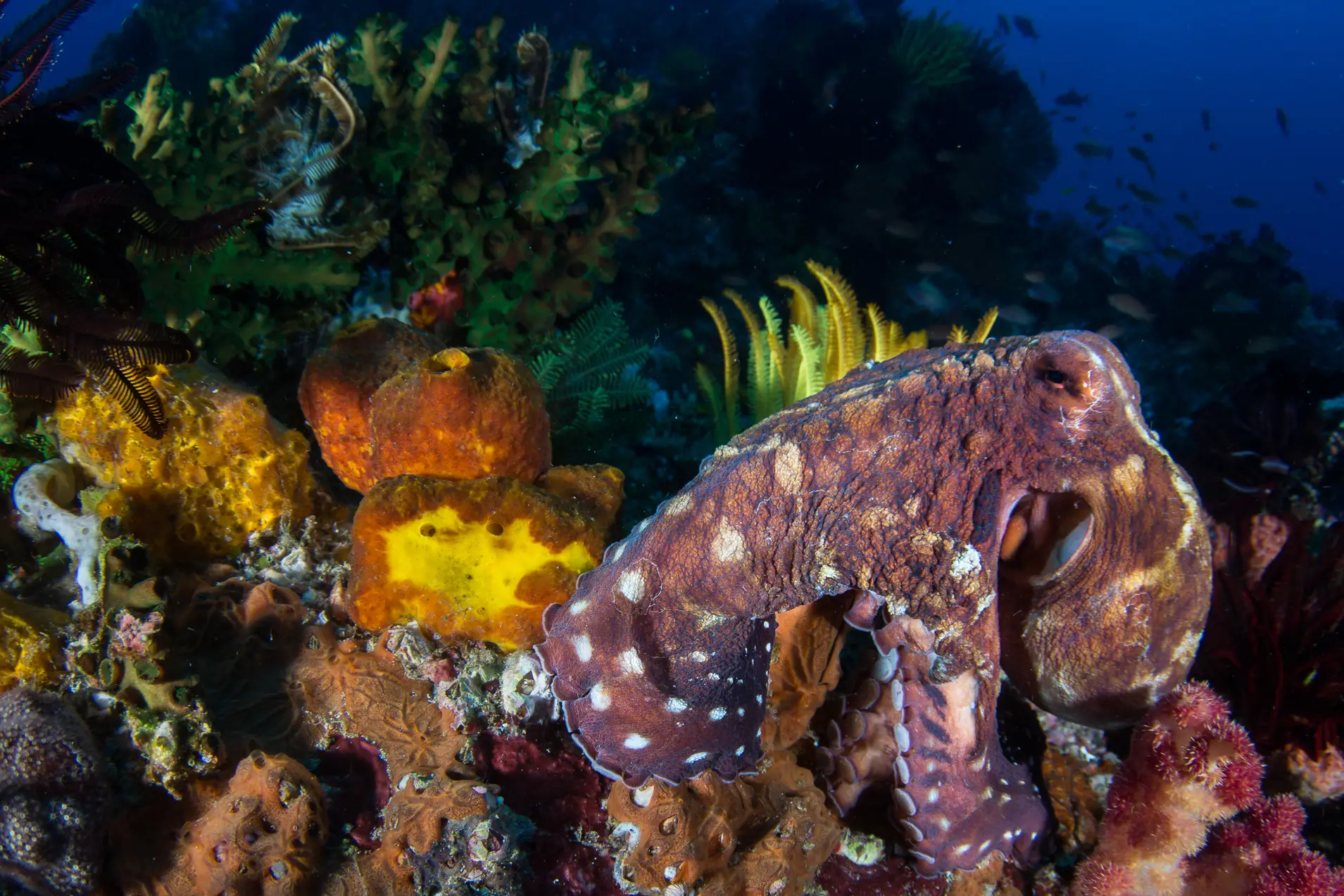 Underwater at Mesali Island Reef