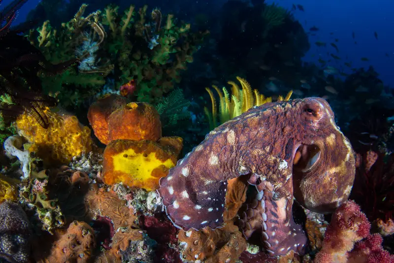 Mesali Island Reef