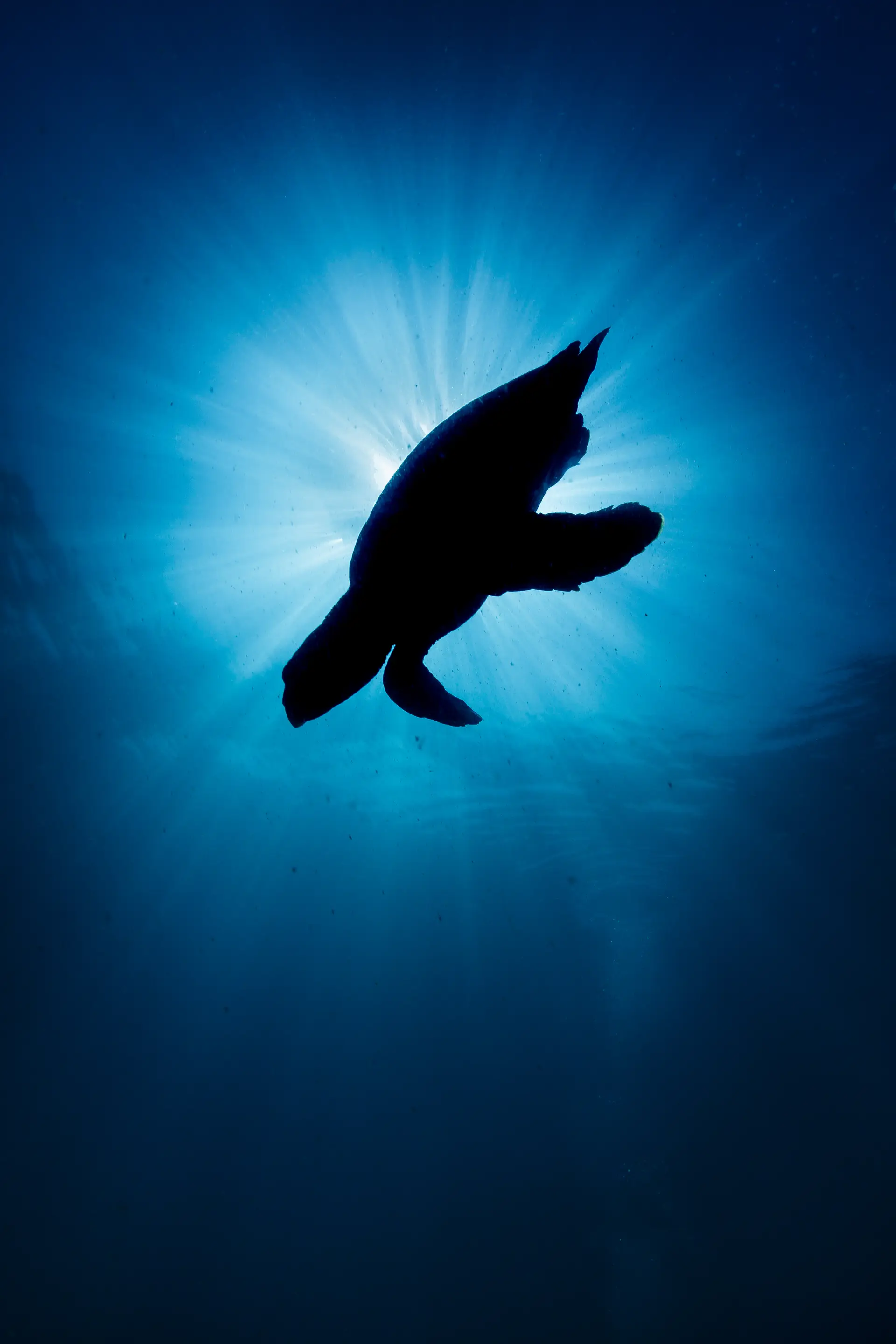 Underwater at Flic en Flac Wall