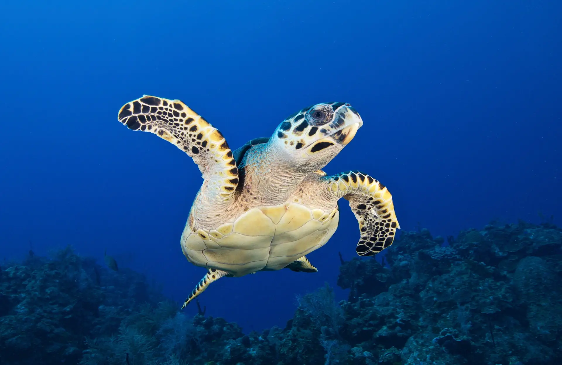 Underwater at Cayo de Agua