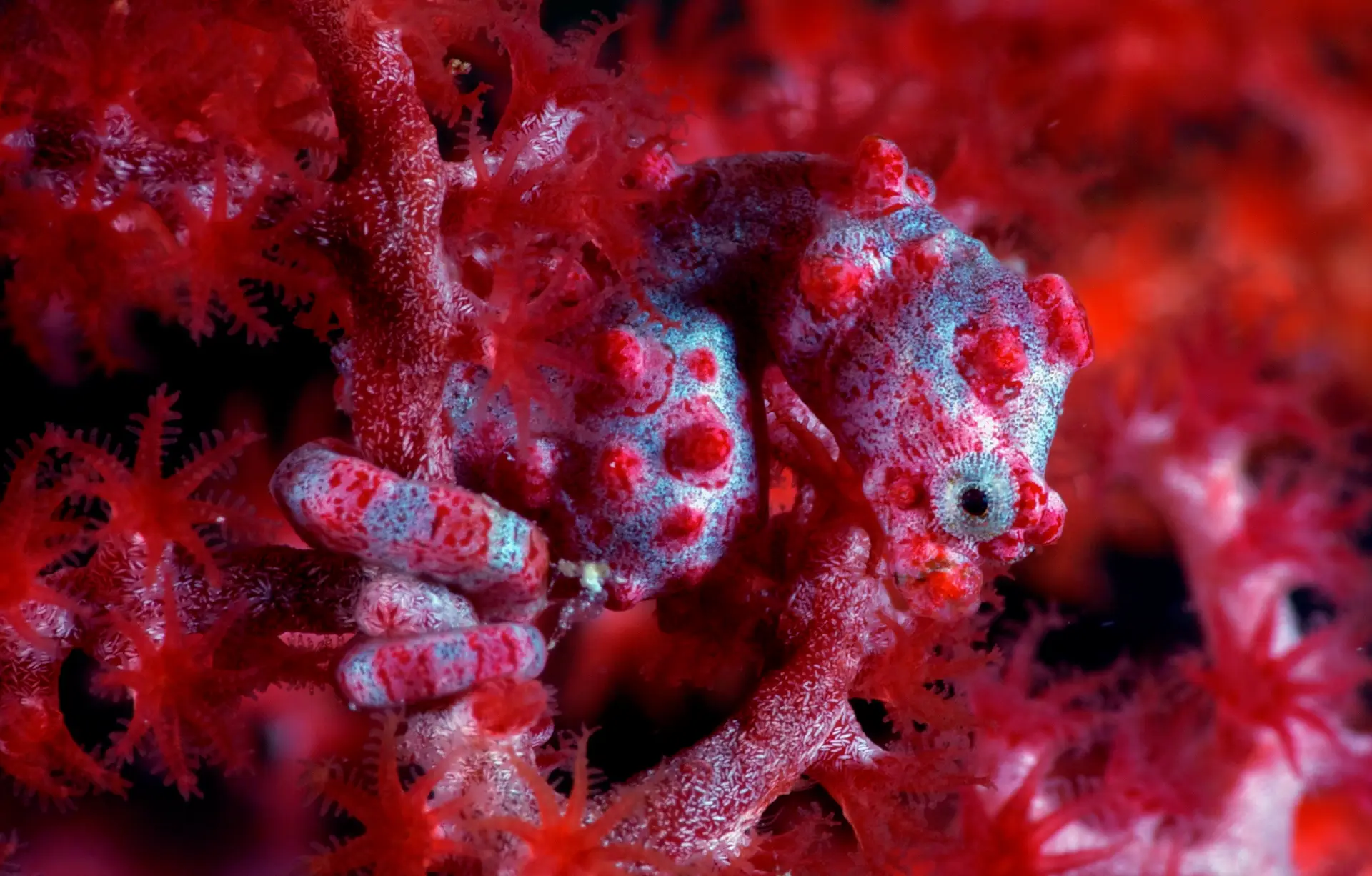 Underwater reef at Lembeh Strait