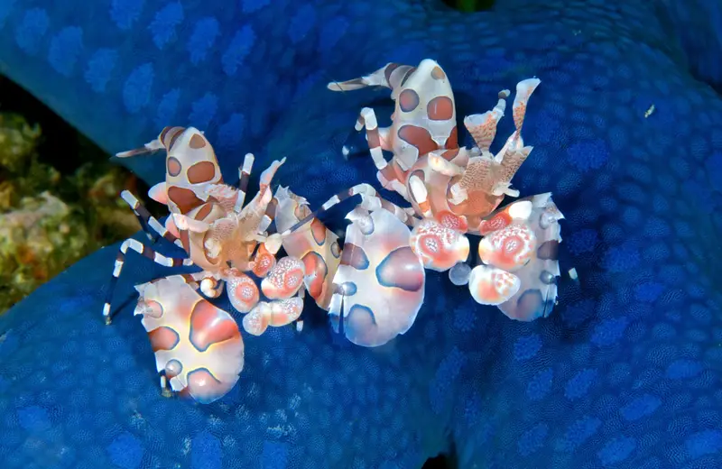 Coral Garden
