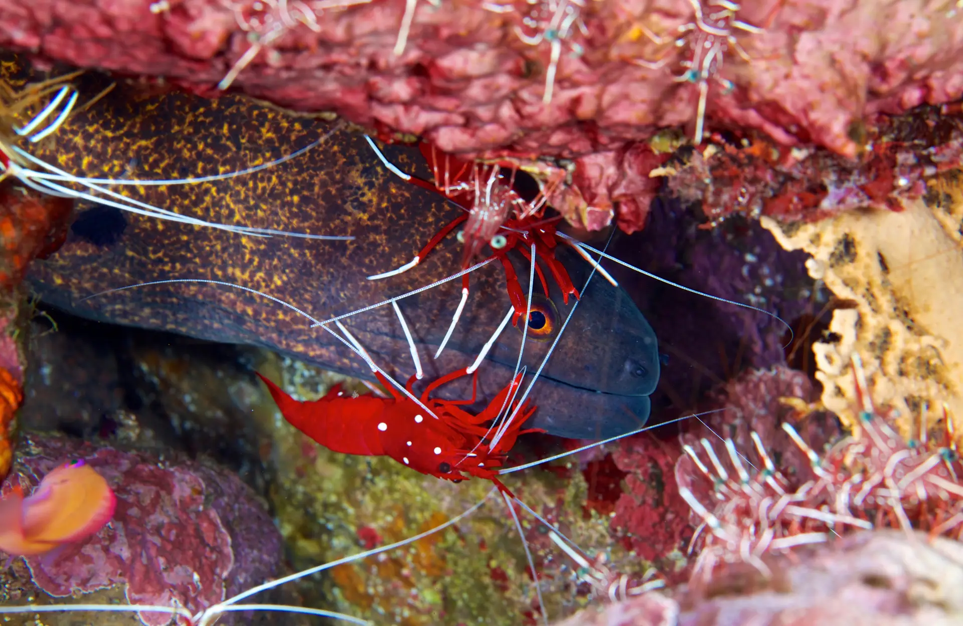 Underwater reef at Rosario Islands