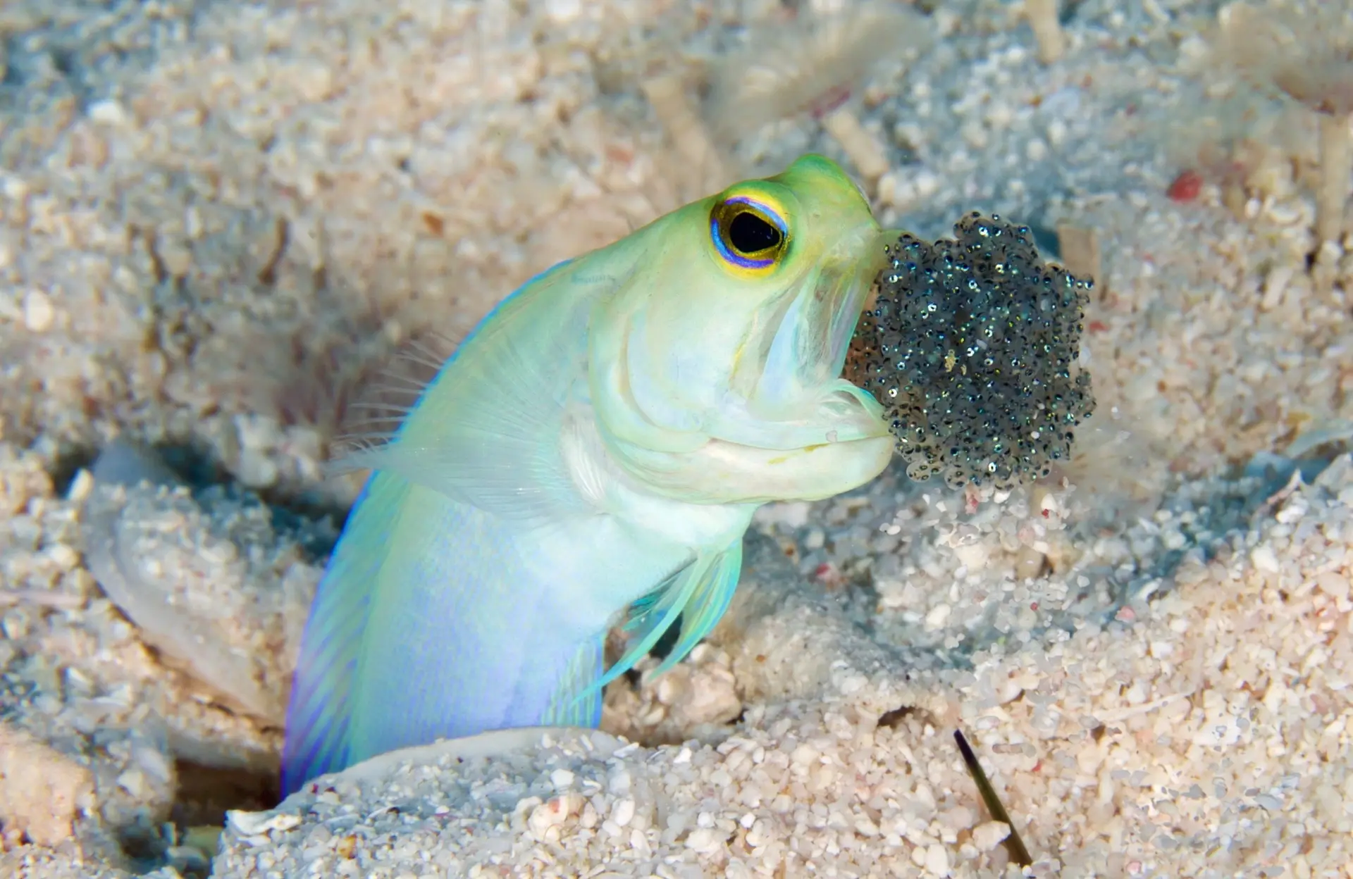 Underwater at Bari Reef