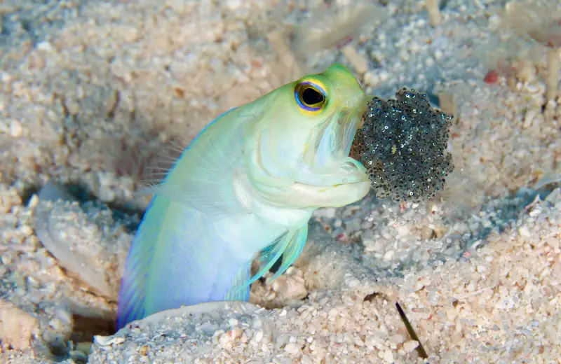 Bari Reef